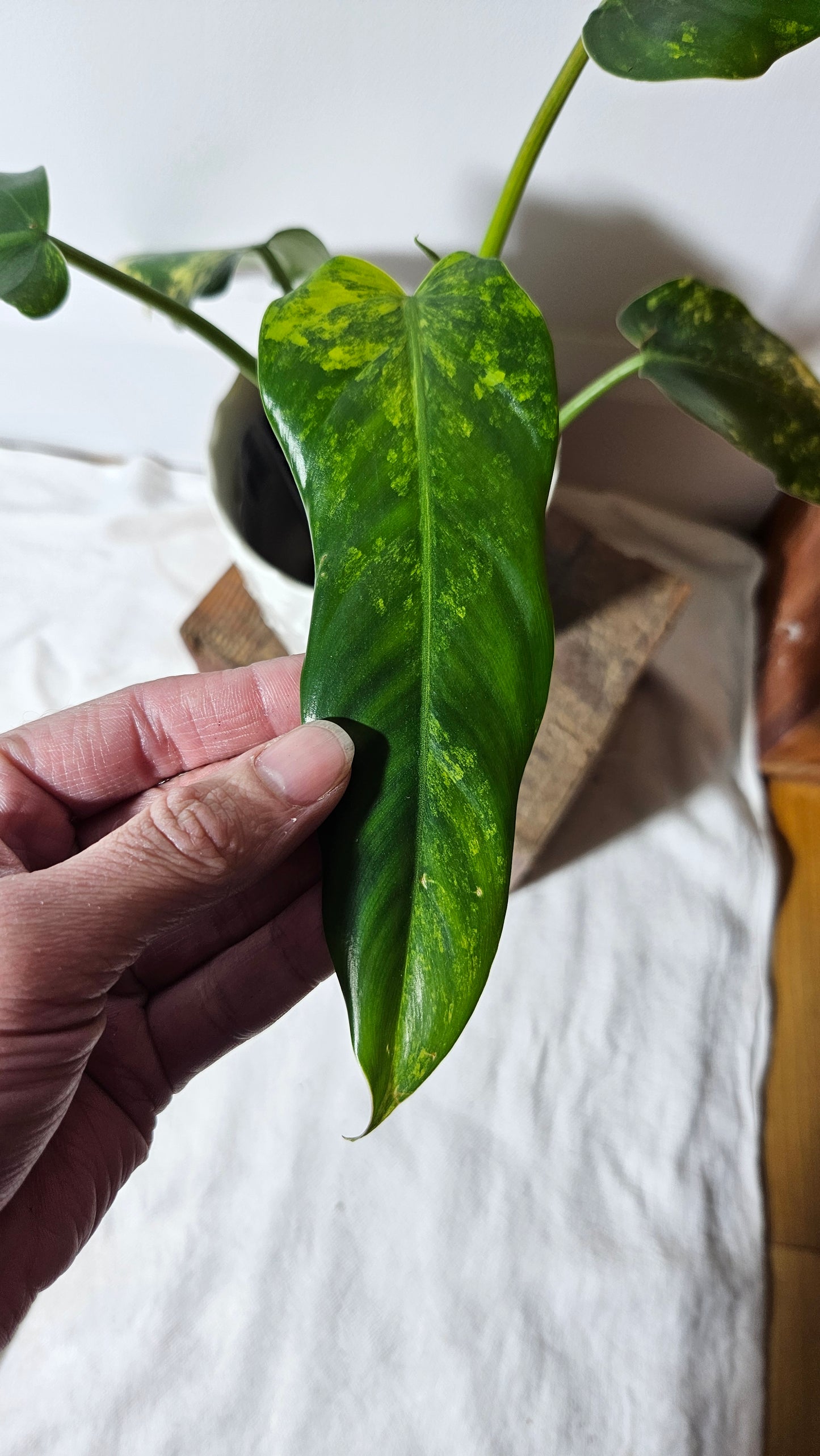 Philodendron Domesticum Variegata (PHI-664)