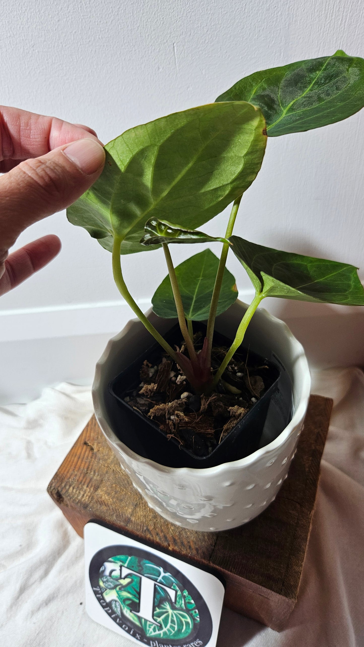 Anthurium BVIT "format MOYEN" (ANT-120)