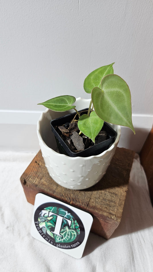 Anthurium  Clarinervium Hybrid "format PETIT" (ANT-548)