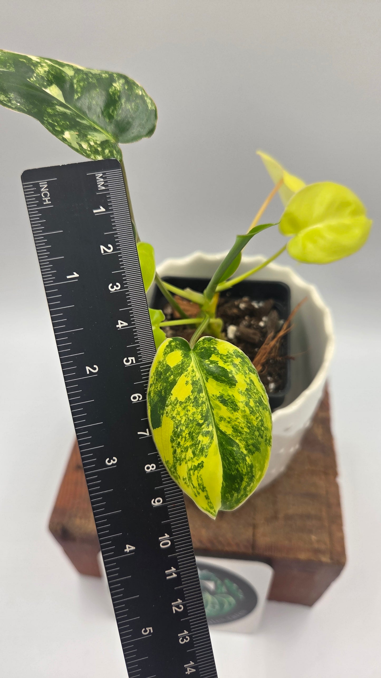 Philodendron Burlemarx Variegata (PHI-1062)