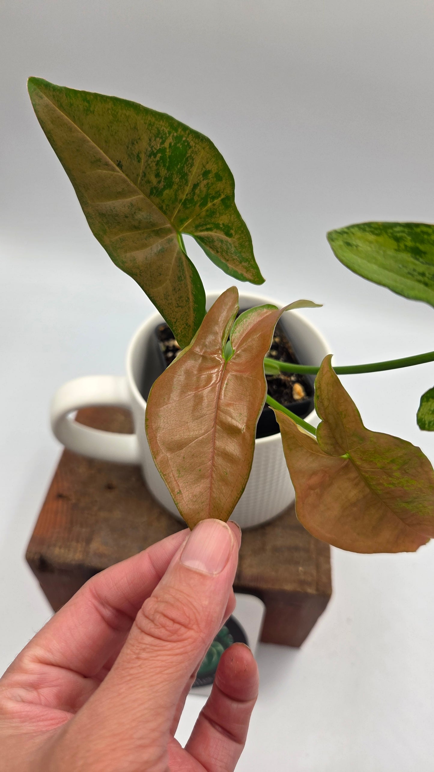 Syngonium Pink Flecked (SYN-519)