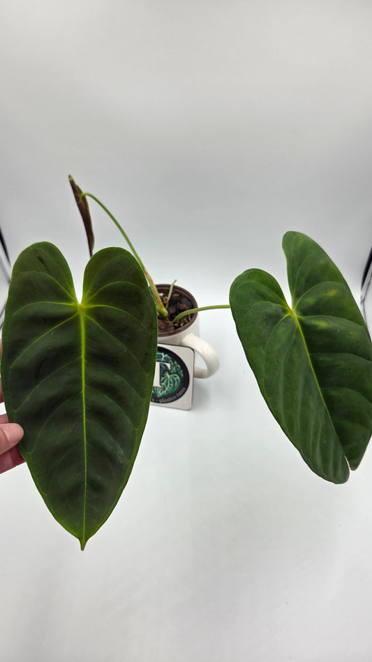 Anthurium Esmeraldense Blood "format LARGE" (ANT-397)