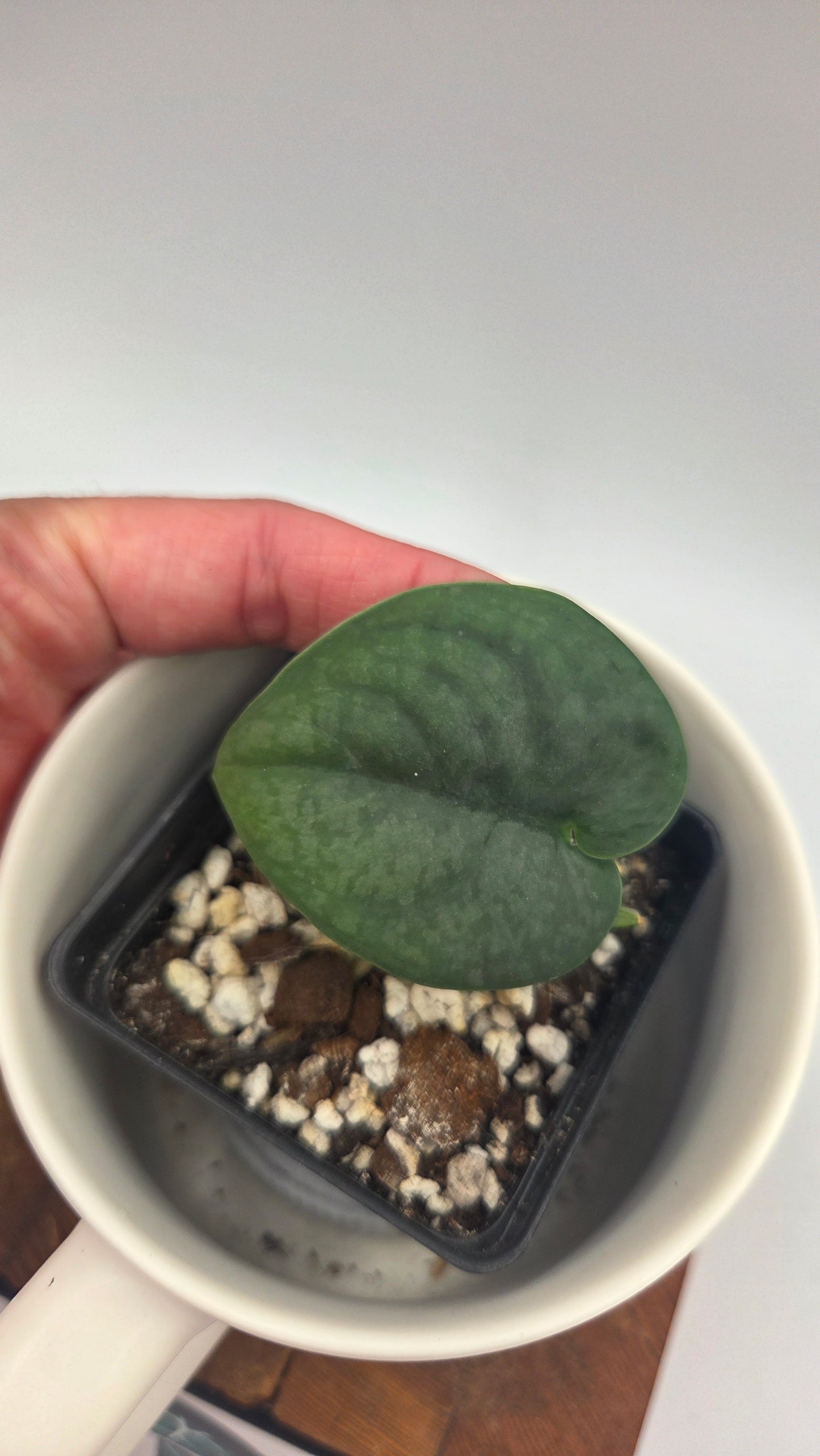 Scindapsus Dark Splash Bornéo (SCI-1499)