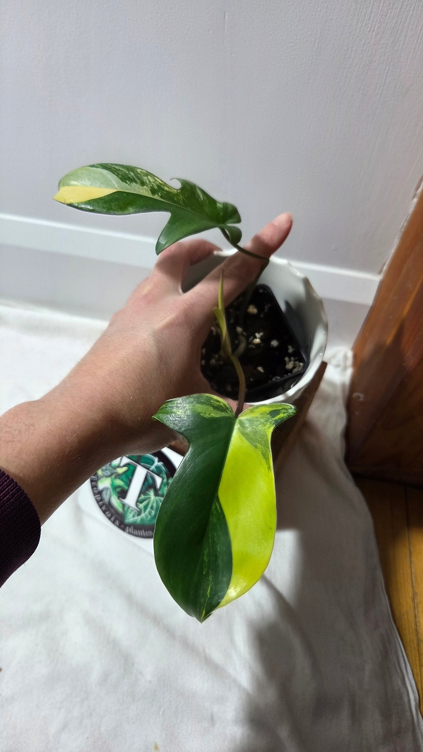 Philodendron Florida Beauty (PHI-965)