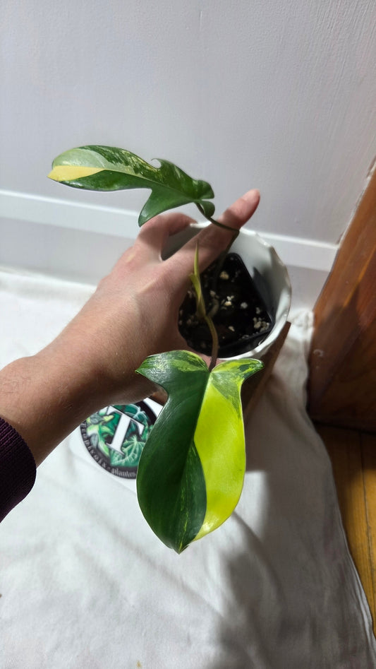 Philodendron Florida Beauty (PHI-965)