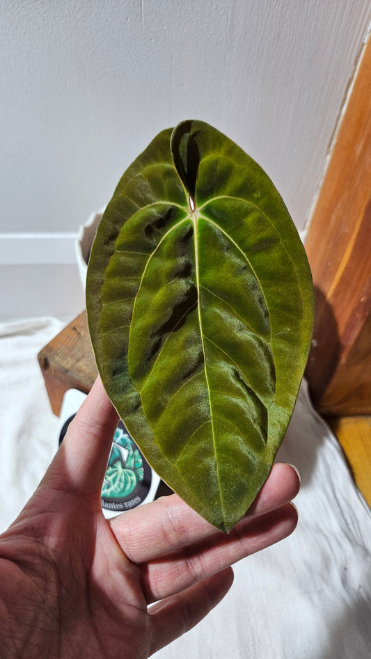 Anthurium  Papillilaminum (d'équateur) "format MOYEN" (ANT-440)