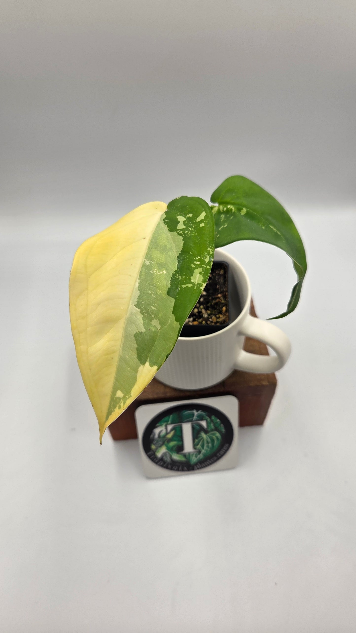 Syngonium Chiapense Albo (SYN-452)