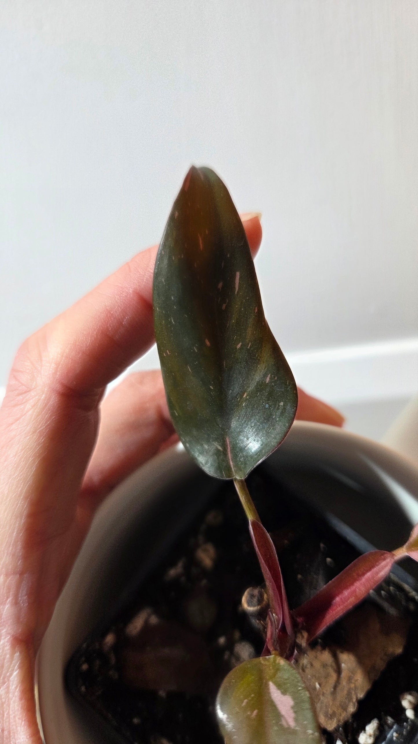 Philodendron Black Cherry (PHI-986)