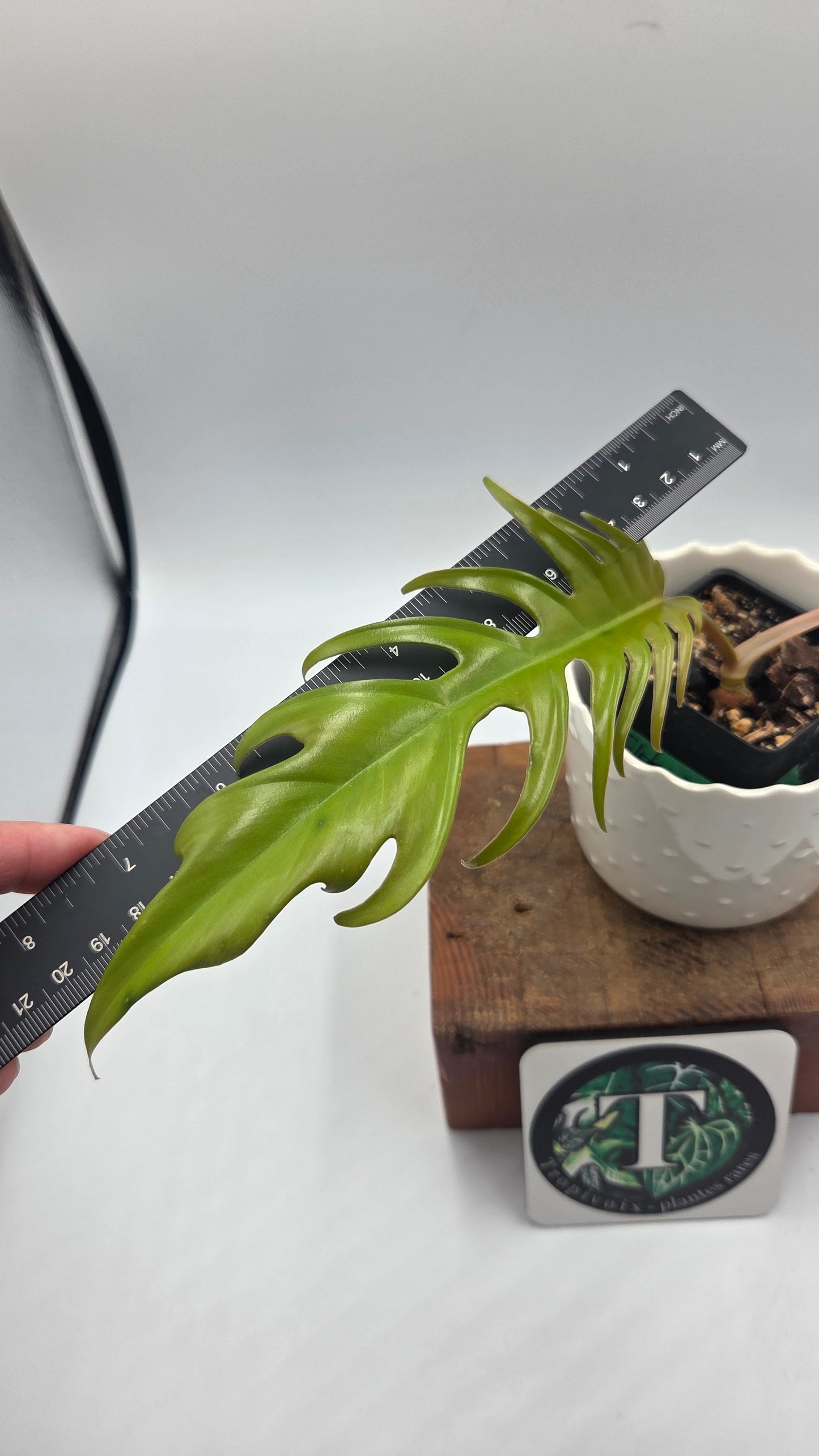 Philodendron Florida Beauty X Tortum REVERT(PHI-714)