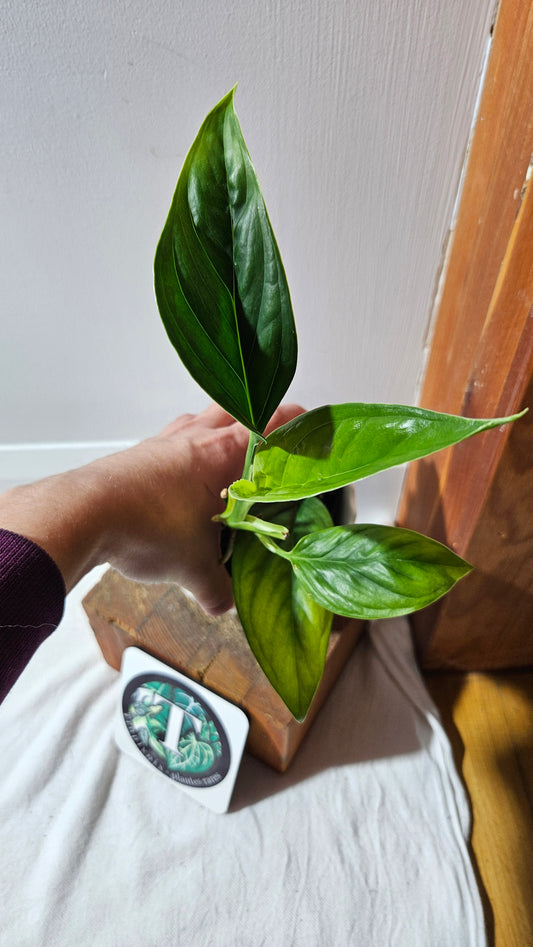 Monstera Obliqua Aff Calacali (MON-446)