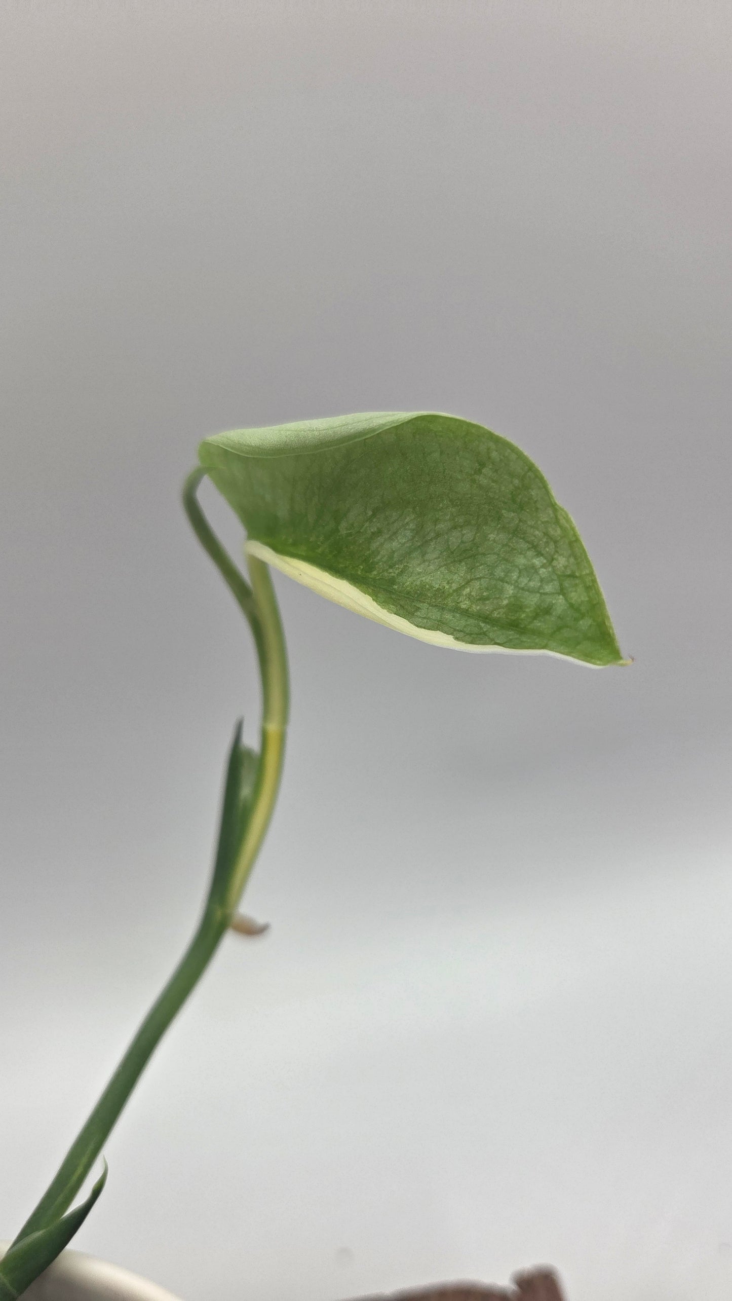 Scindapsus Silver Tattoo Variegata (SCI-1093)