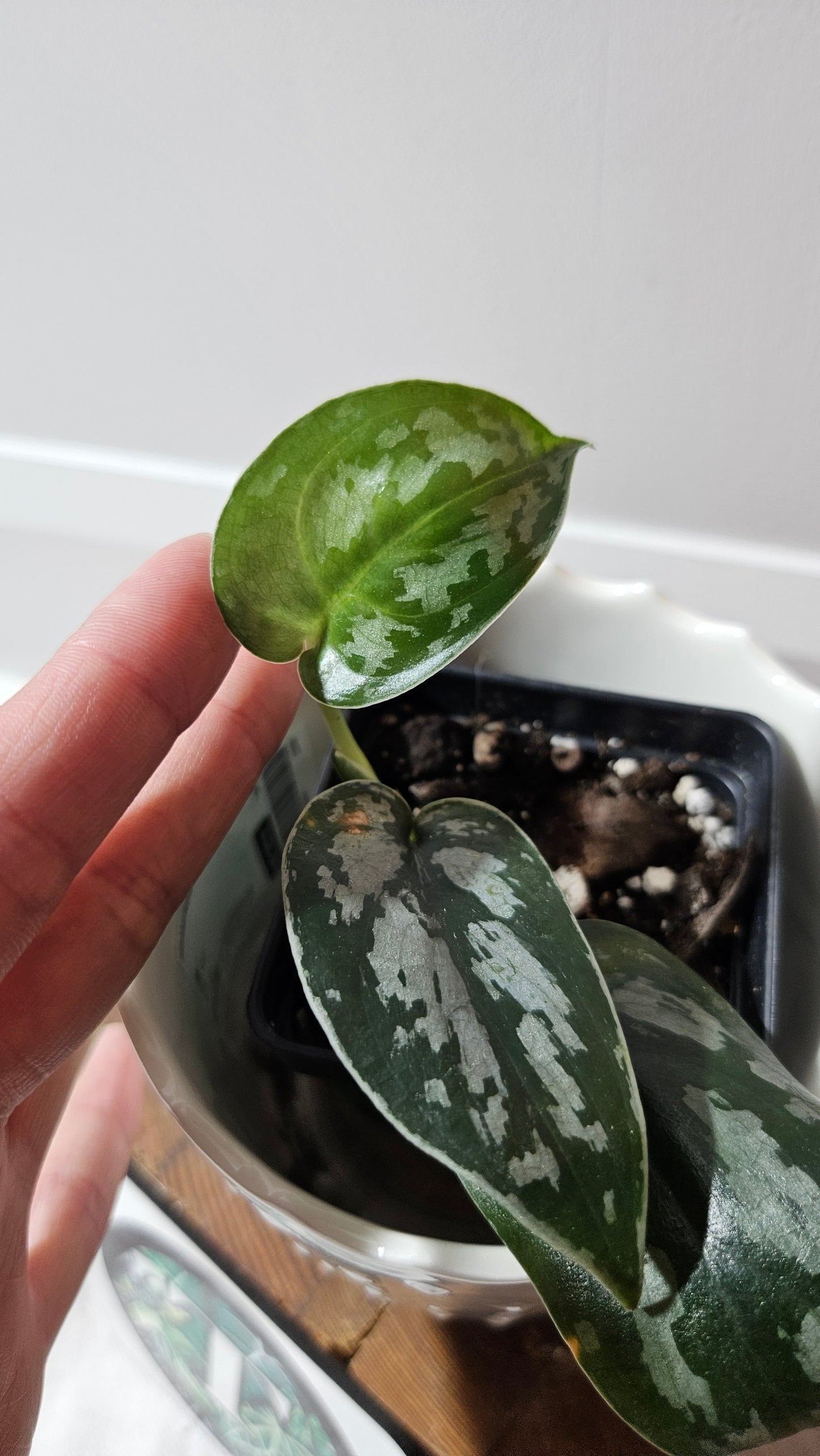 Scindapsus Black Exotica (SCI-1330)