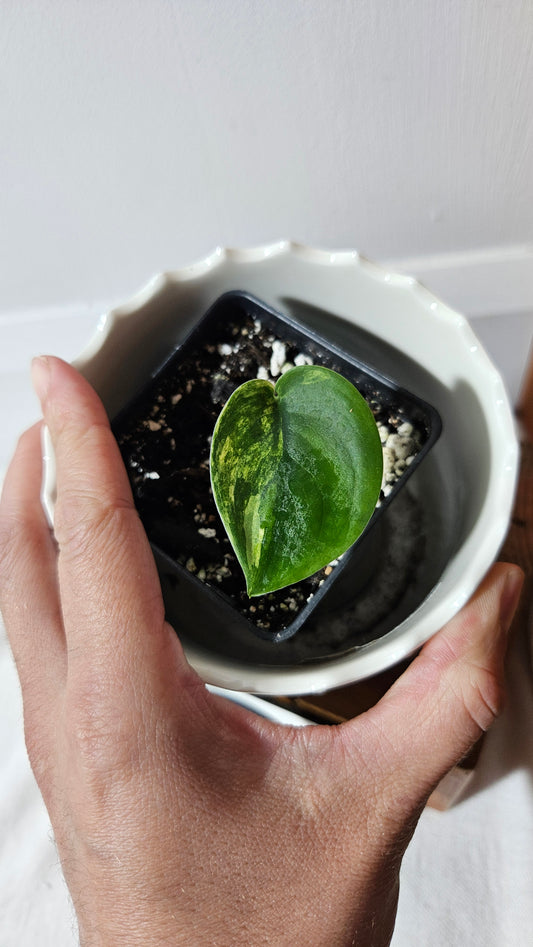 Scindapsus Jade Satin Albo (SCI-1045)
