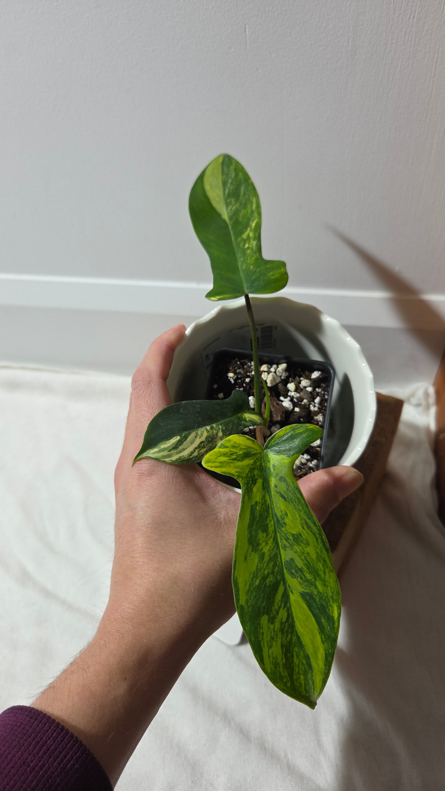 Philodendron Florida Beauty (PHI-963)