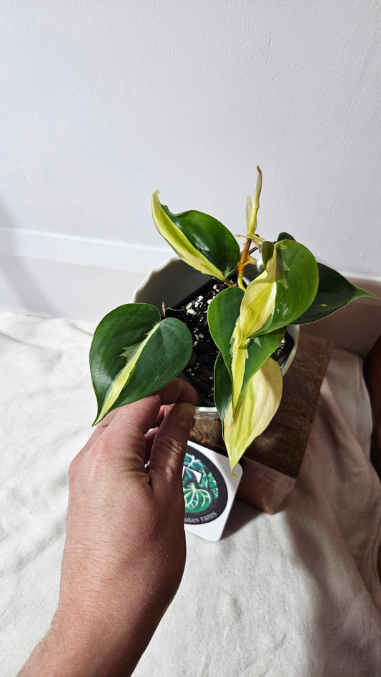 Philodendron Hederaceum Silver Stripe (PHI-734)