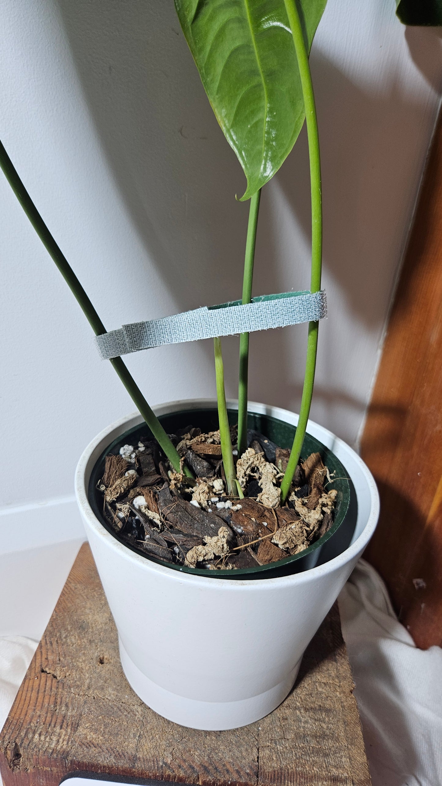 Anthurium Veitchii "format LARGE" (ANT-202)