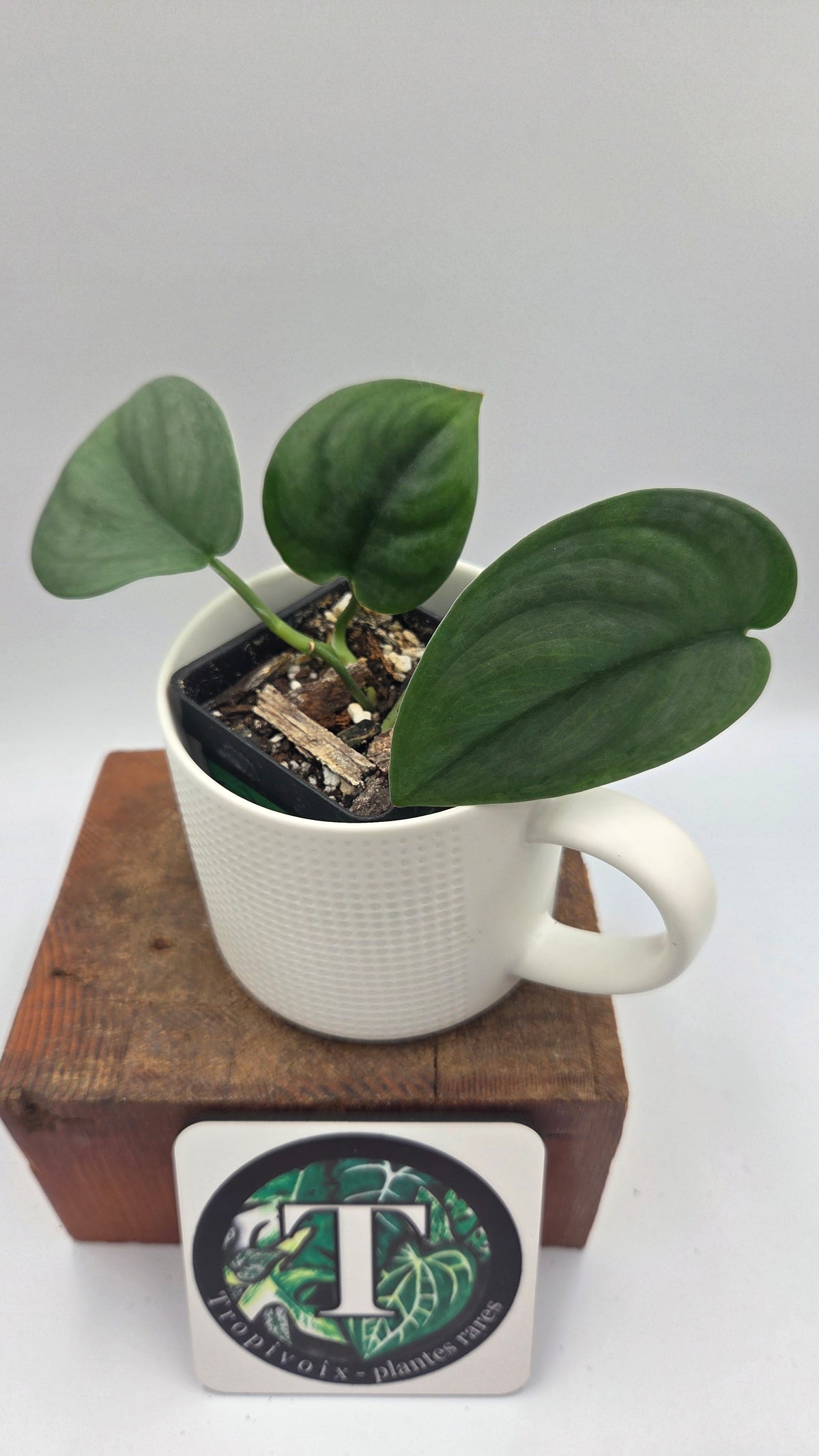 Scindapsus Dark Splash (SCI-1204)