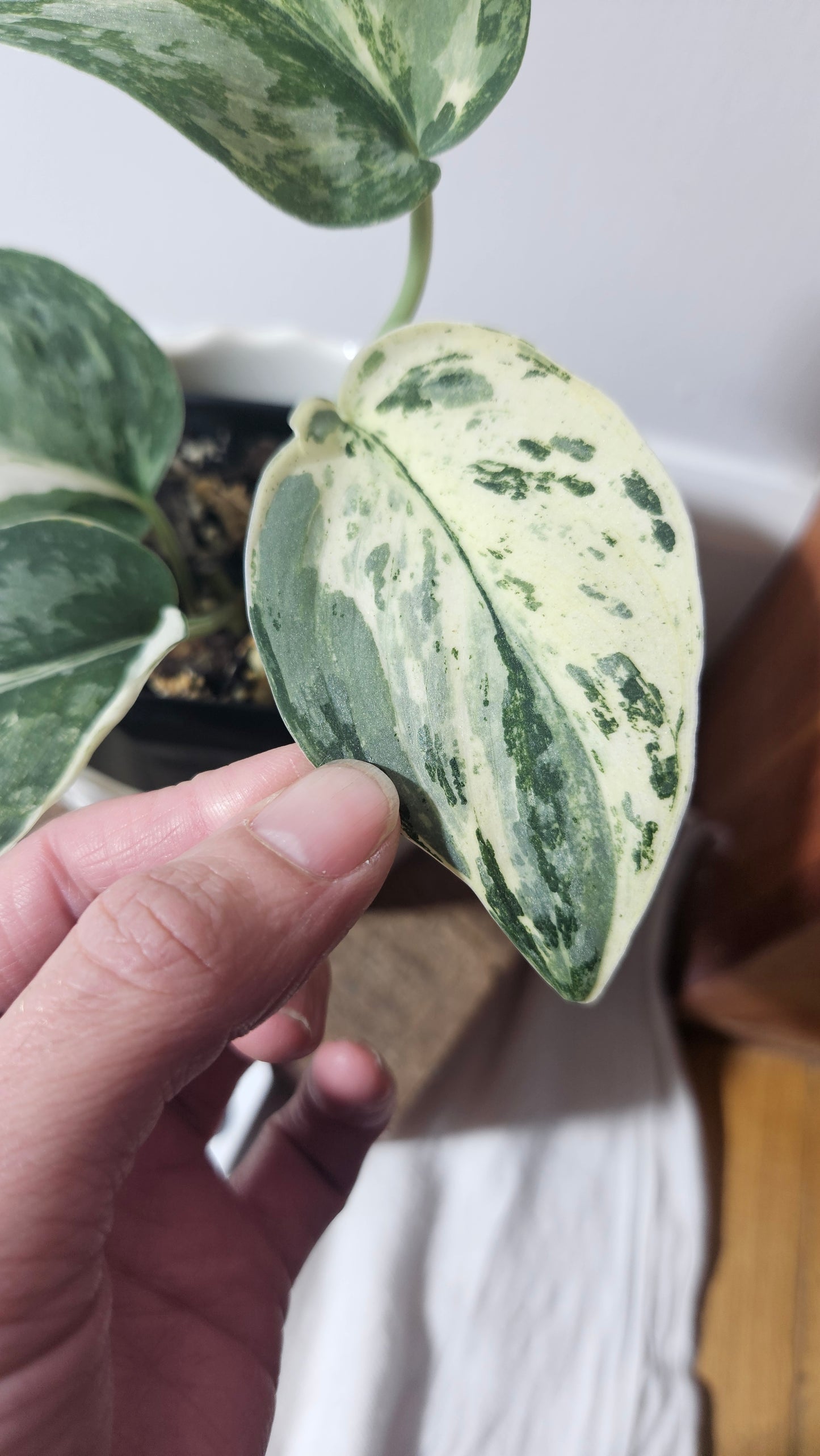 Scindapsus Exotica Salaka Variegata (SCI-960)