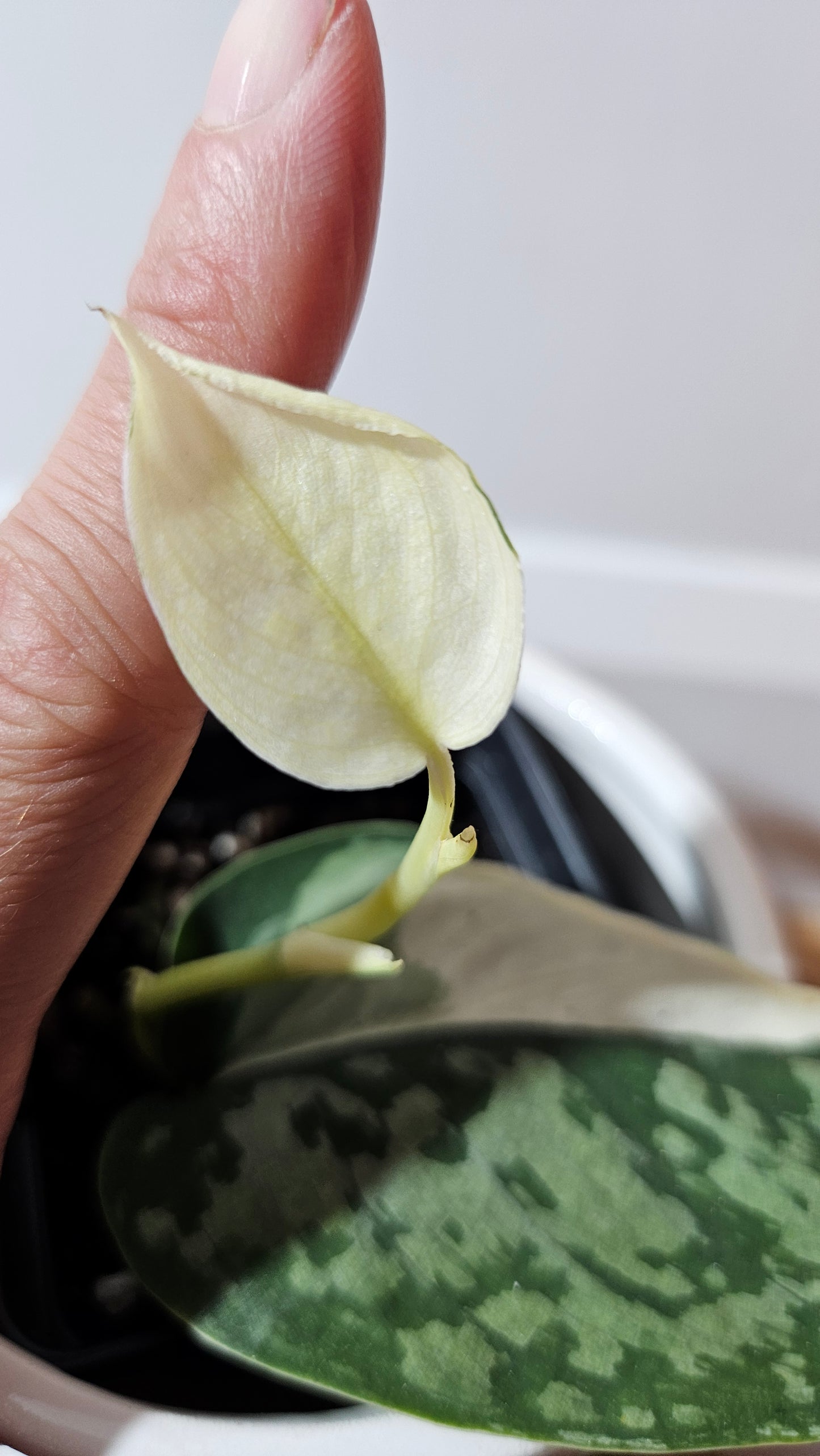 Scindapsus Simbara Mutation (SCI-1313)