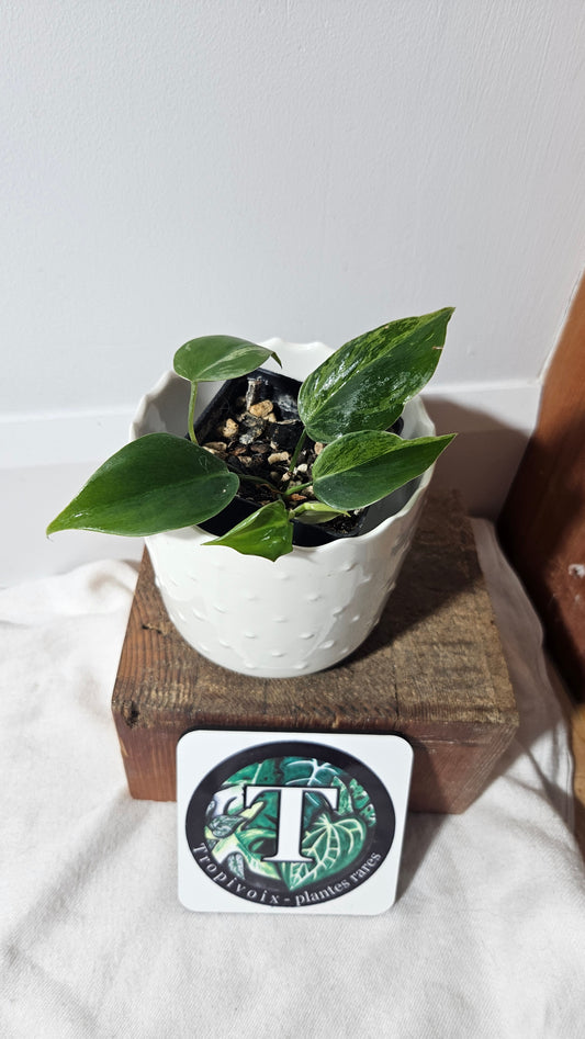 Philodendron Hederaceum Variegata (PHI-099)