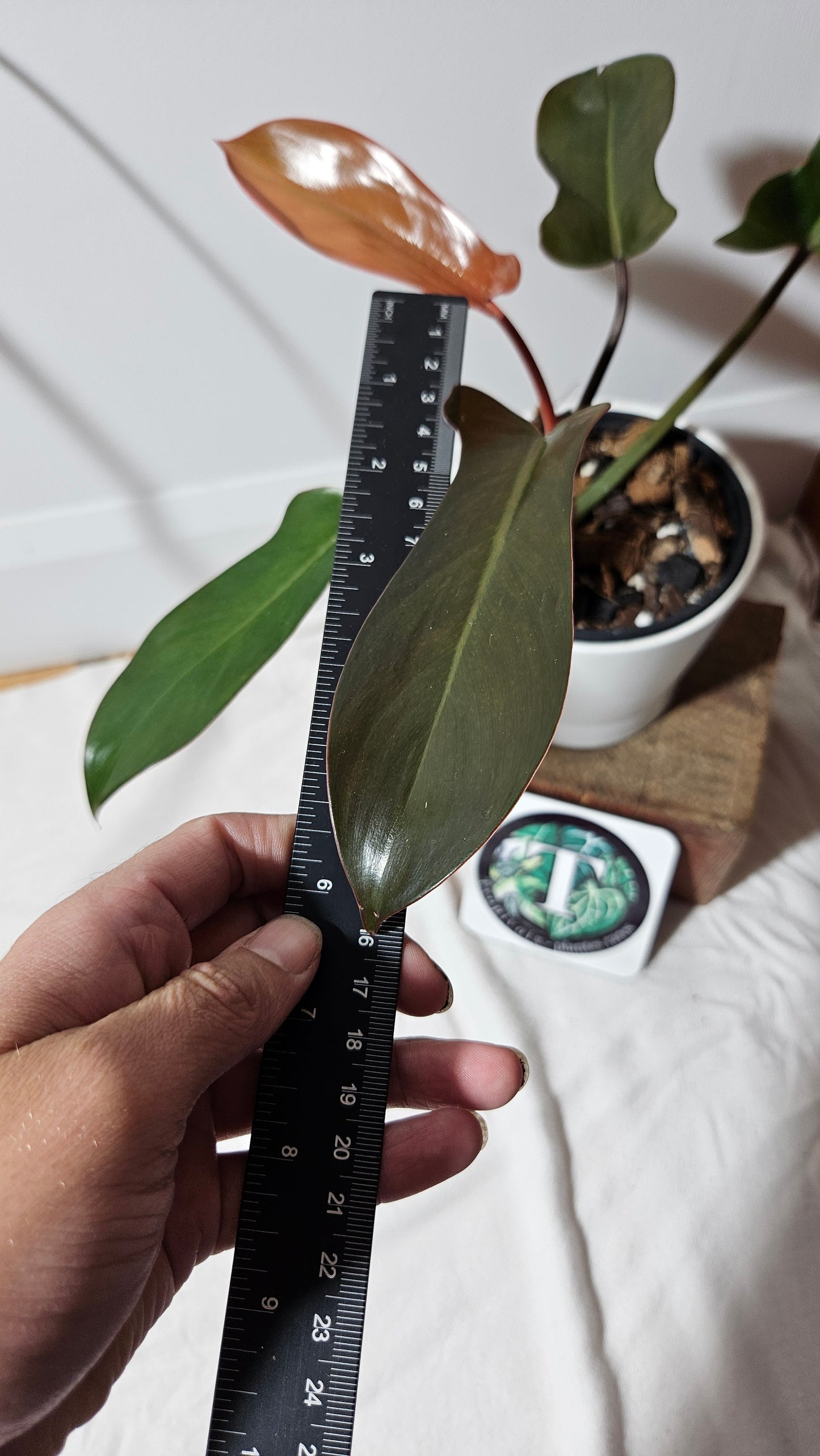 Philodendron Florida Bronze (PHI-386)