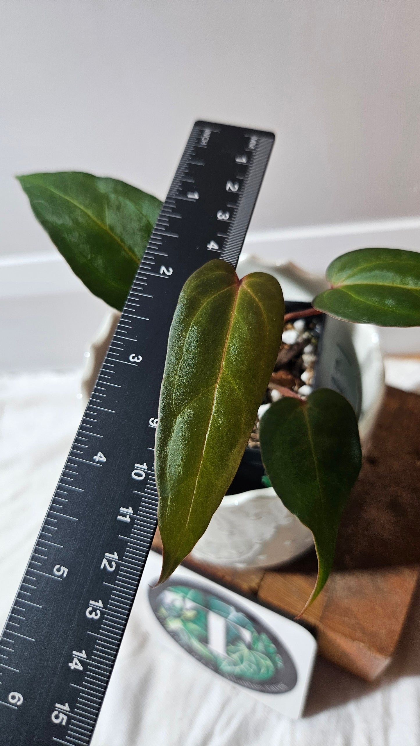 Anthurium Papillilaminum Red Stem  "format PETIT" (ANT-594)