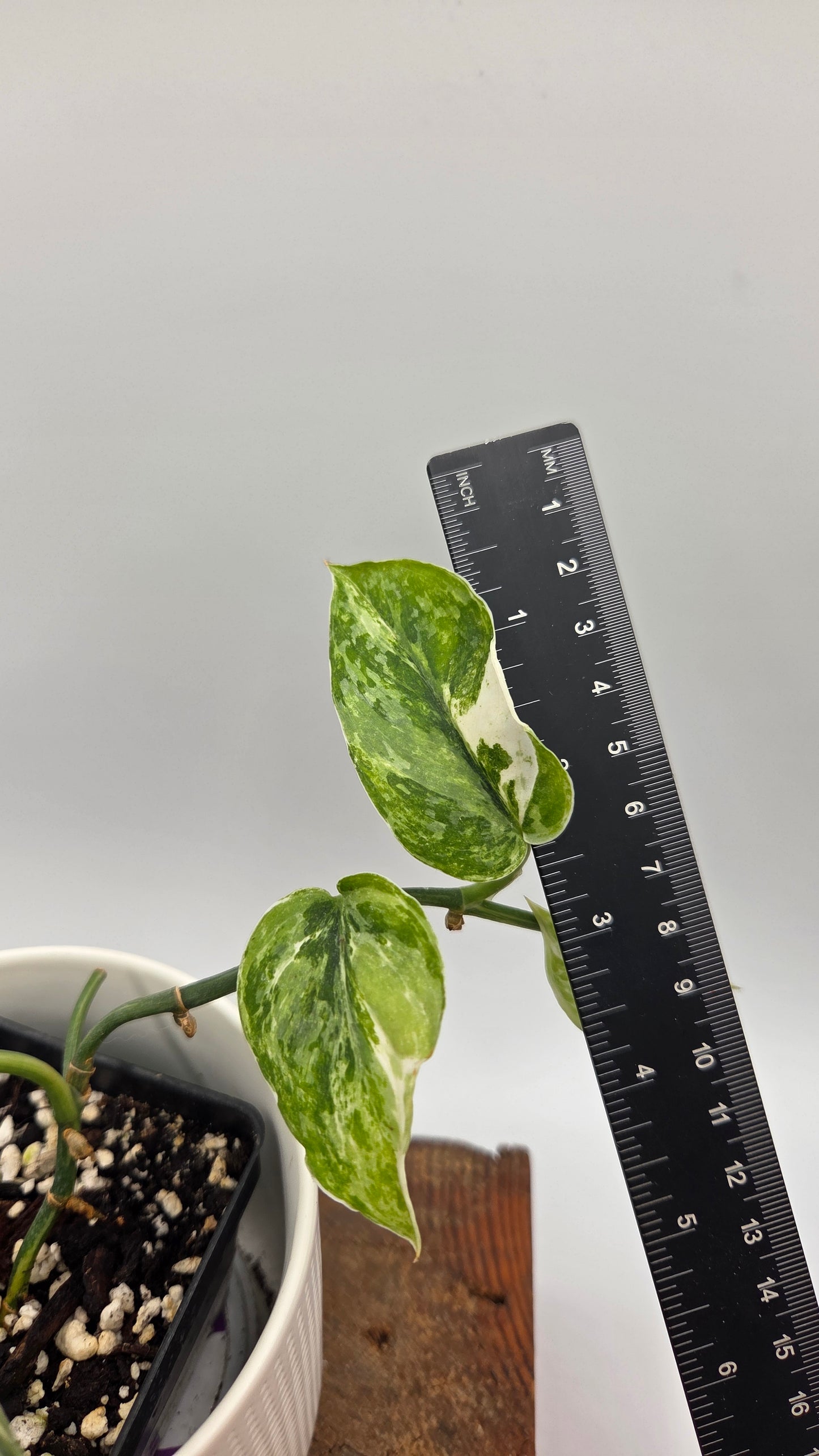 Scindapsus Silver Splash Kiara (SCI-1016)