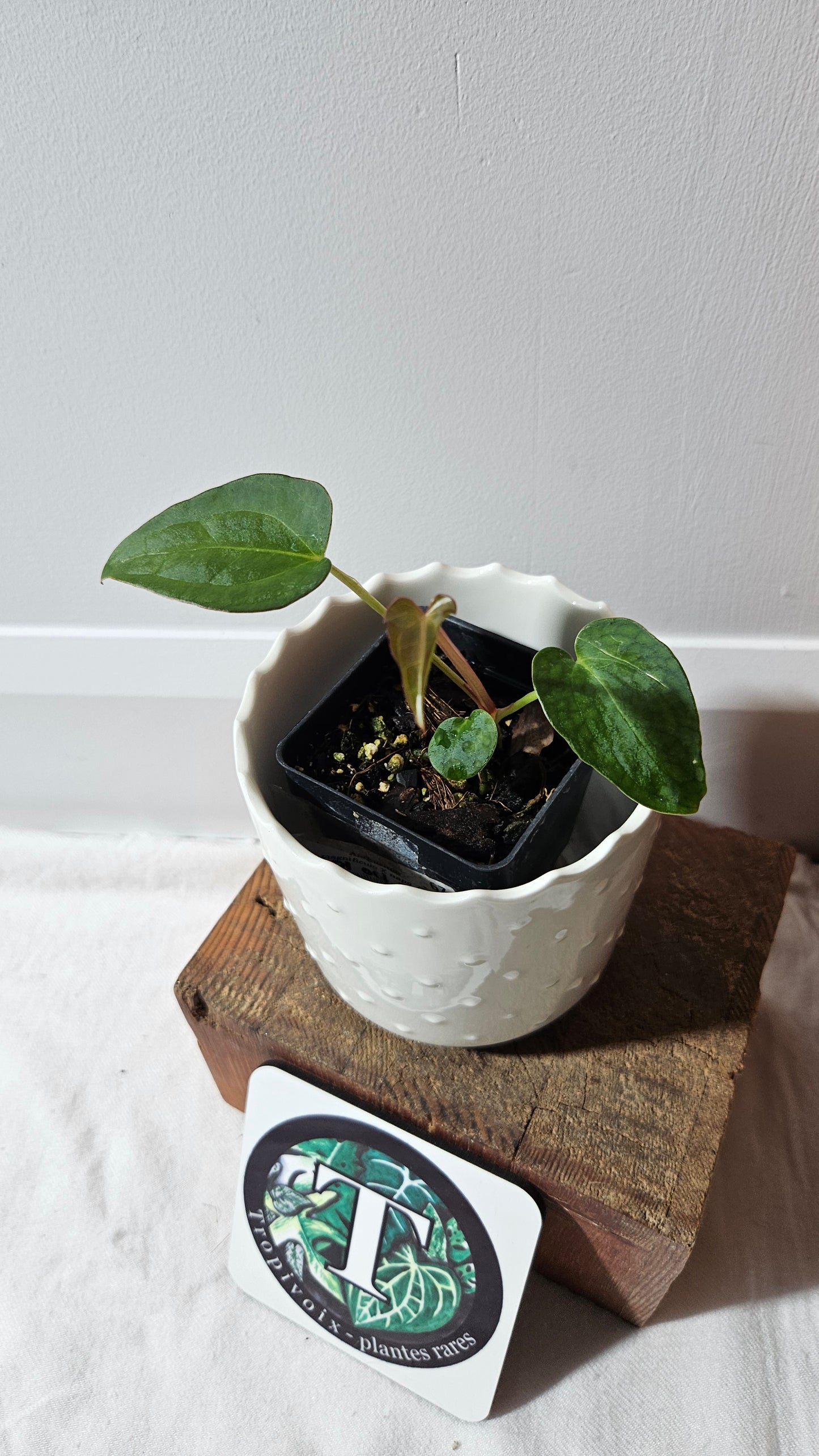 Anthurium Magnificum X Napo "format PETIT" (ANT-561)