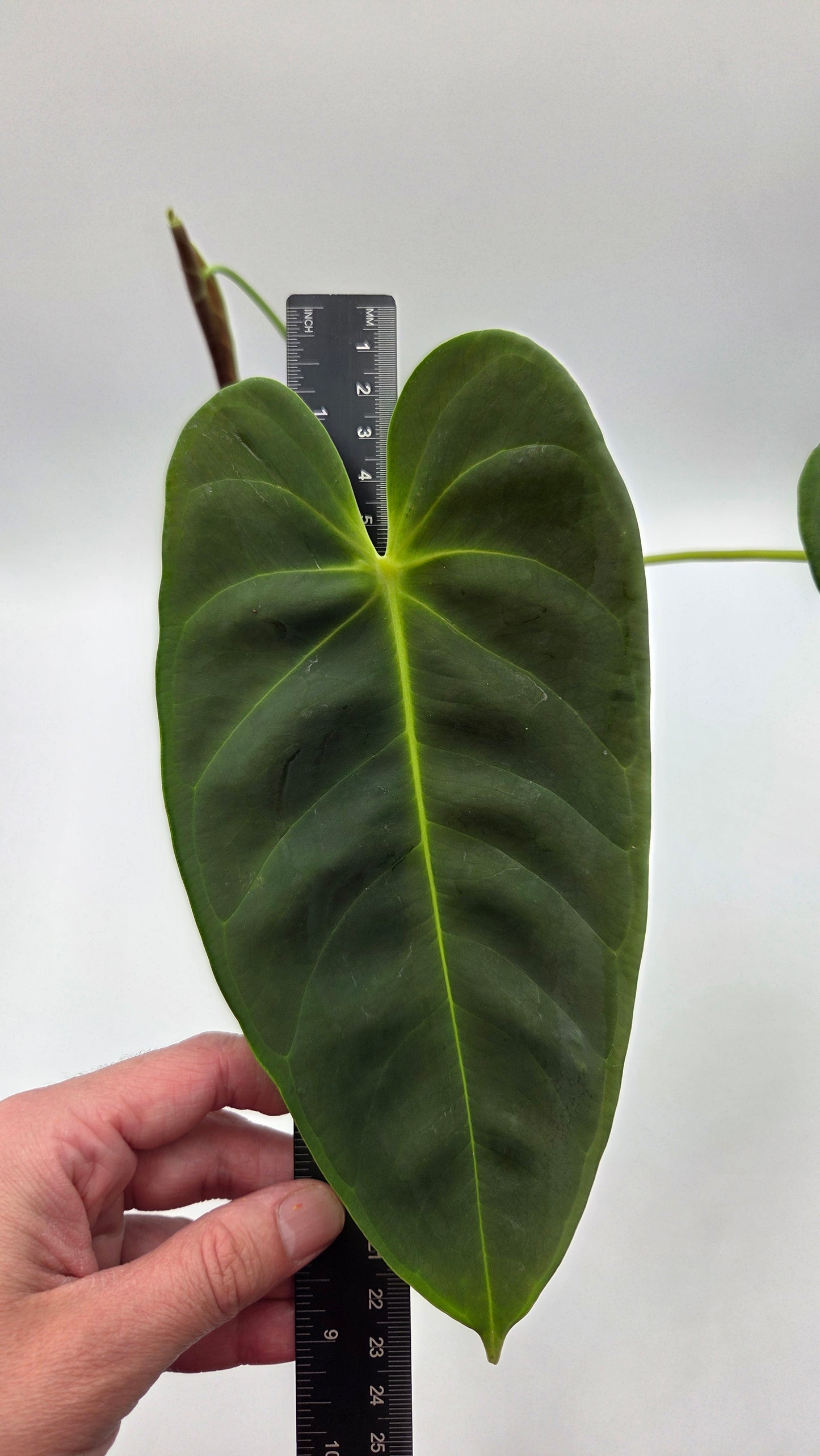 Anthurium Esmeraldense Blood "format LARGE" (ANT-397)