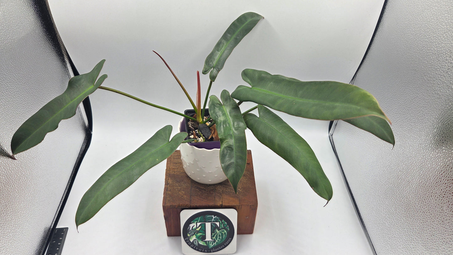 Philodendron Atabenpoense (PHI-1036)