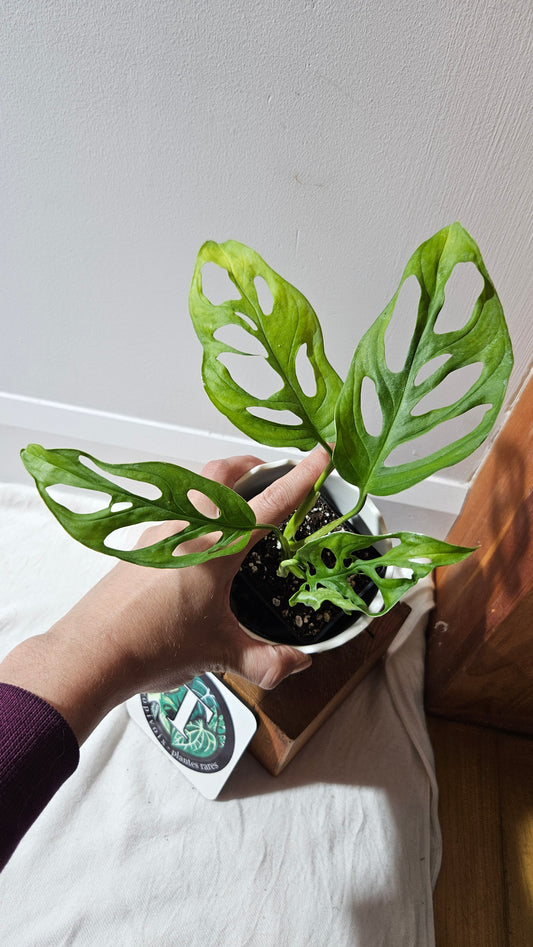 Monstera Obliqua Aff Tena (MON-065)