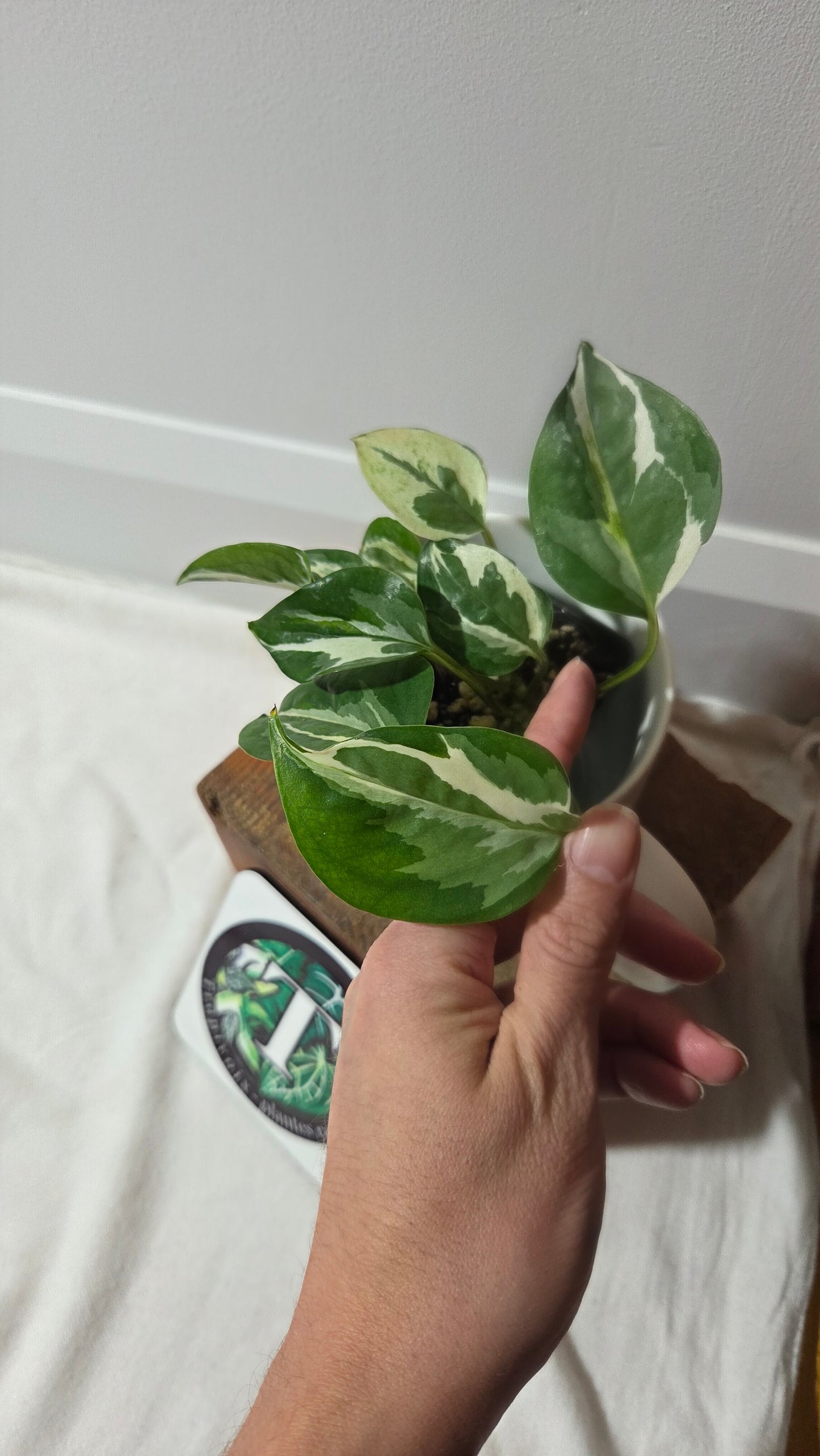 Epipremnum Aureum Glacier (EPI-229)