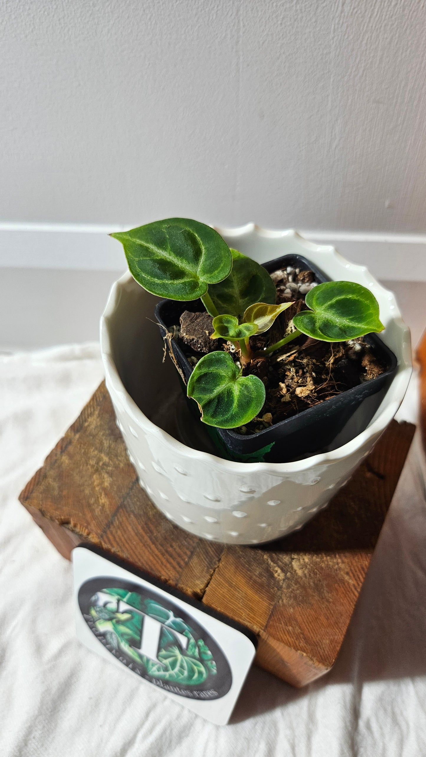 Anthurium Dorayaki Silver "format SEEDLING"( ANT-572)