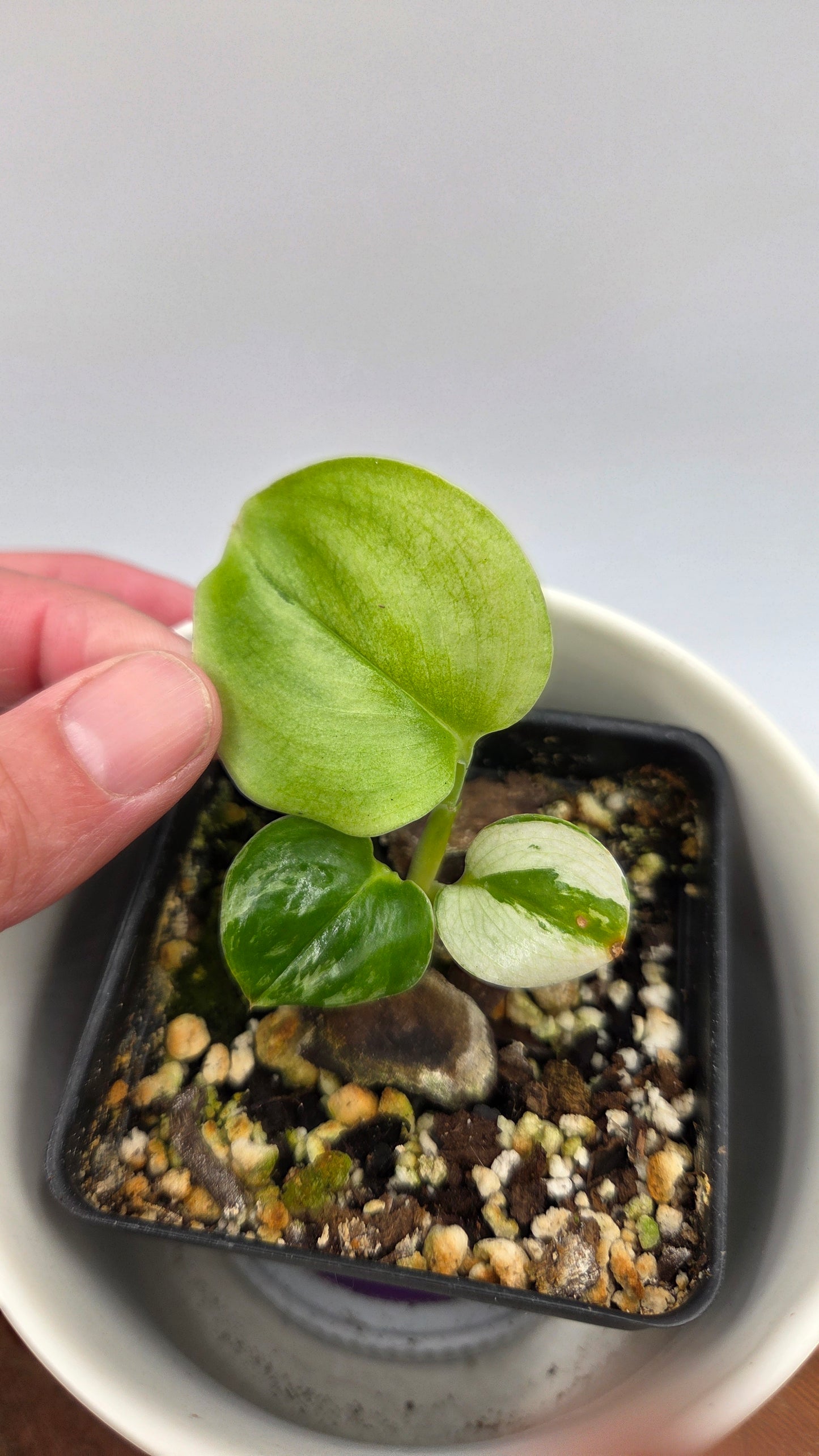 Scindapsus Moonlight Mint (SCI-874)