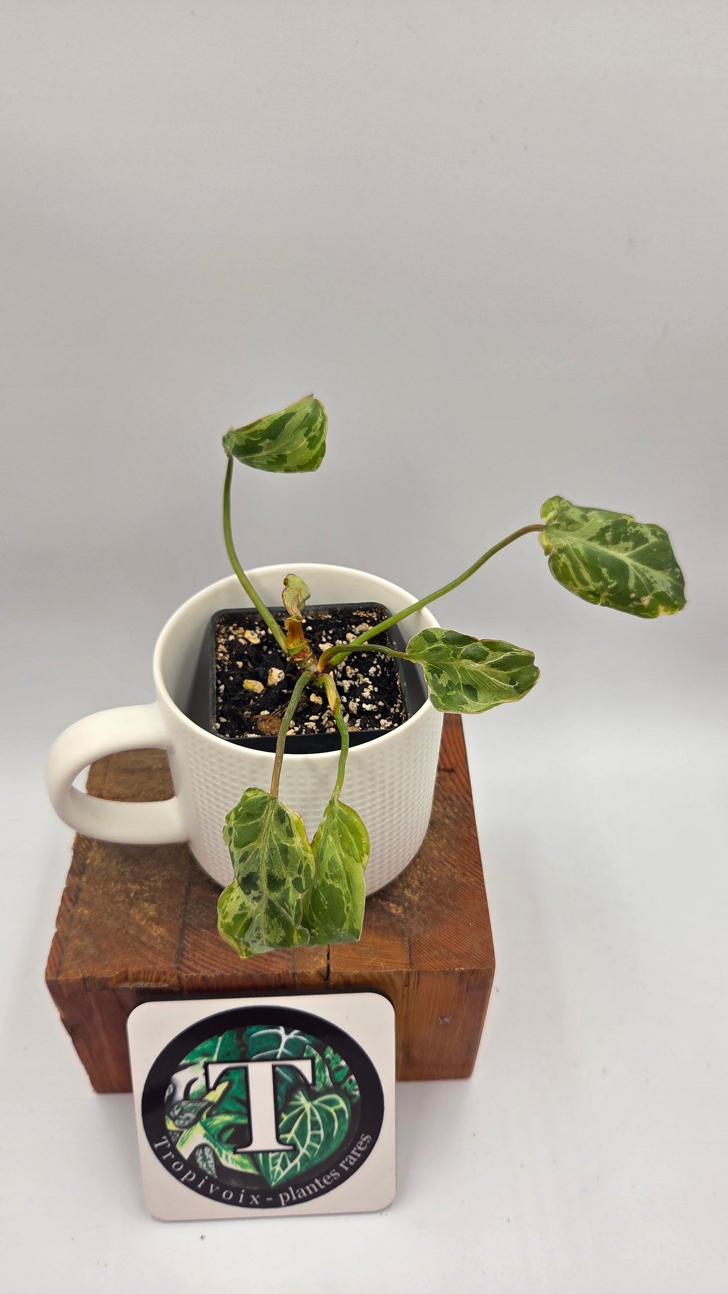 Philodendron Gloriosum "Snow leopard" (PHI-1027)