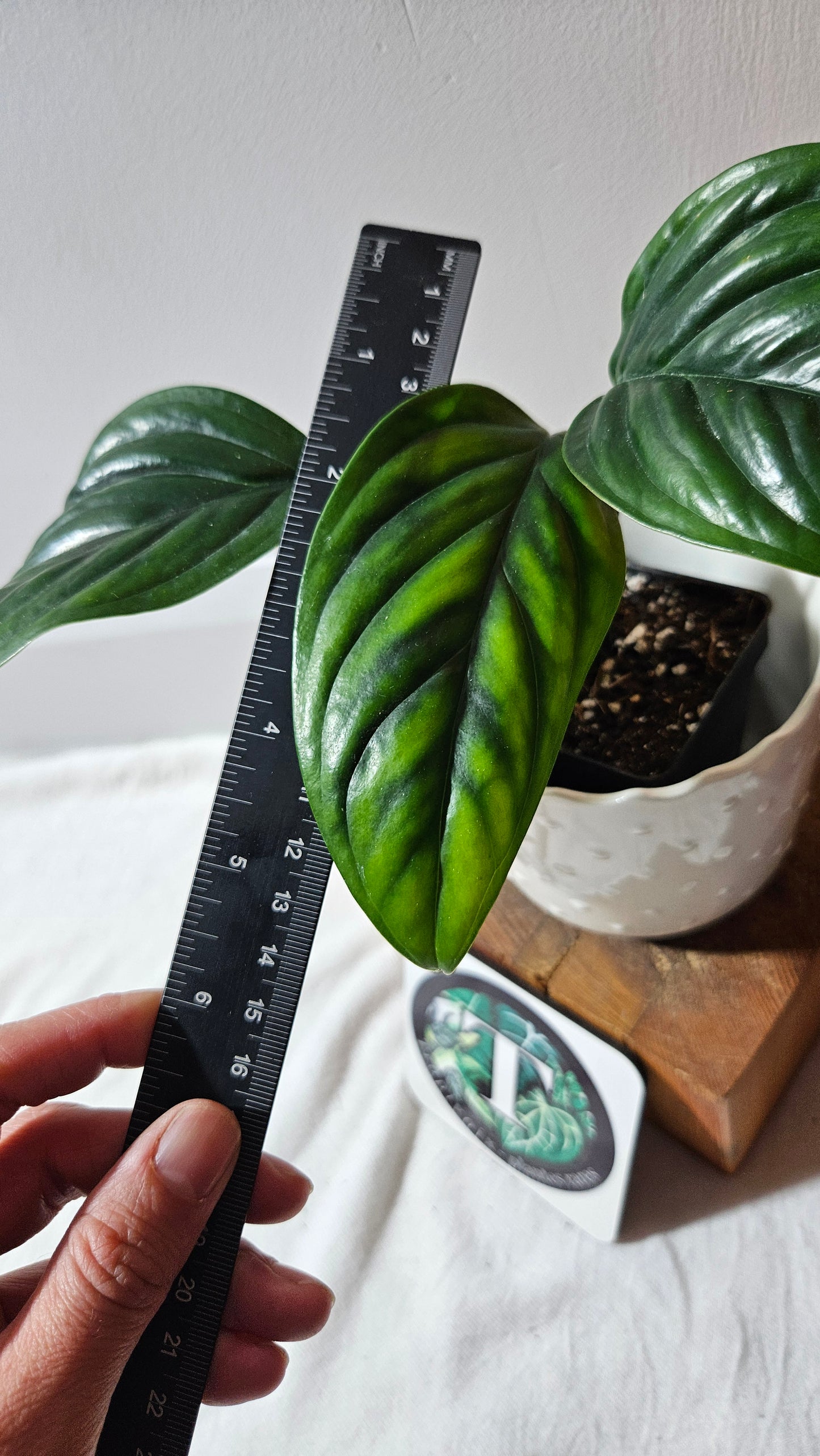 Monstera Epipremnoides aff (MON-104)