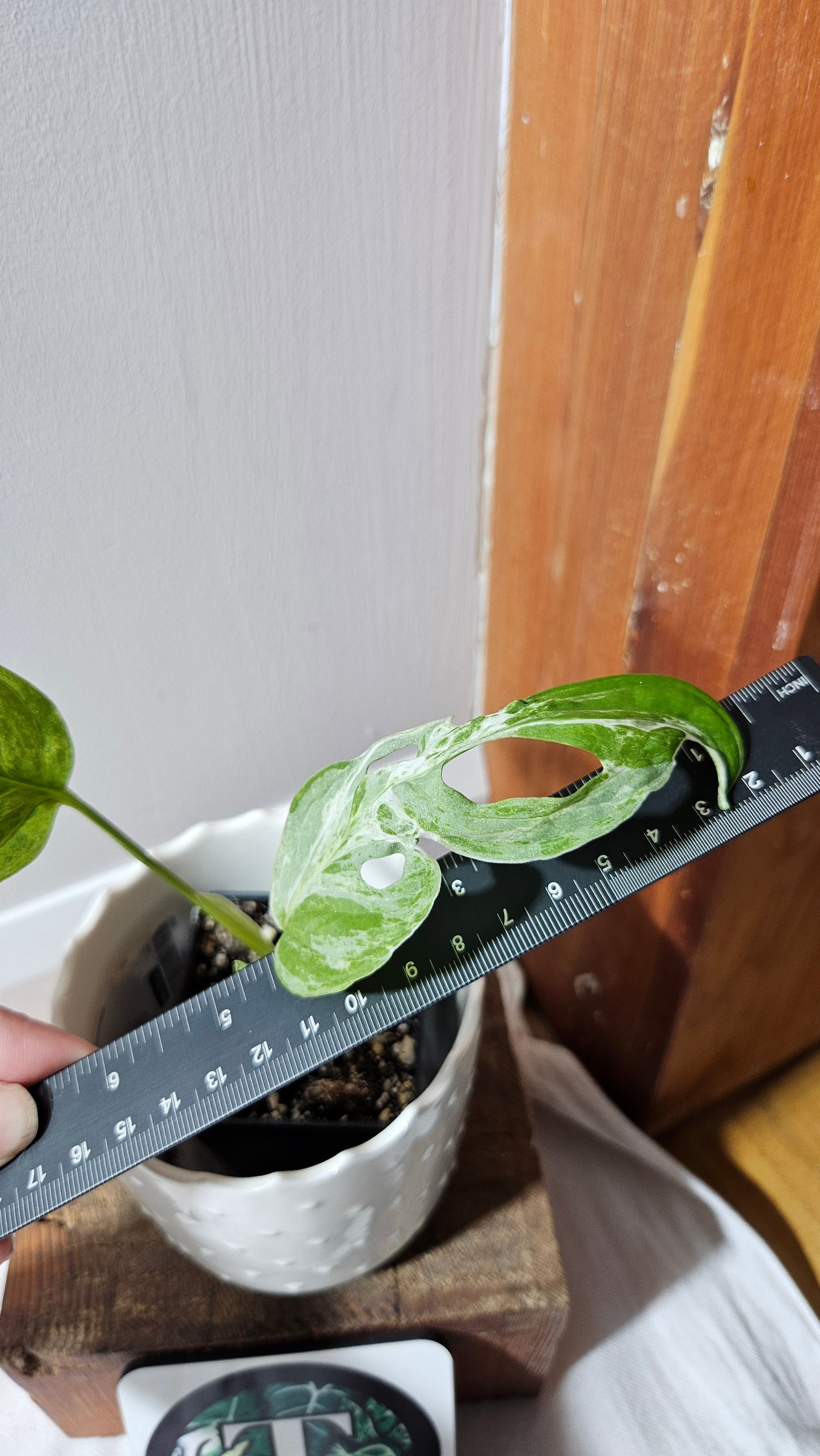 Monstera Andasonii Mint/Indo (MON-461)