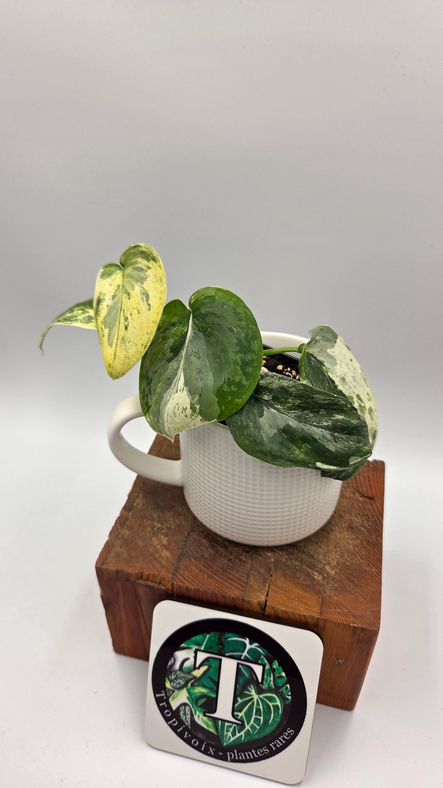 Scindapsus Exotica Salaka Variegata (SCI-702)