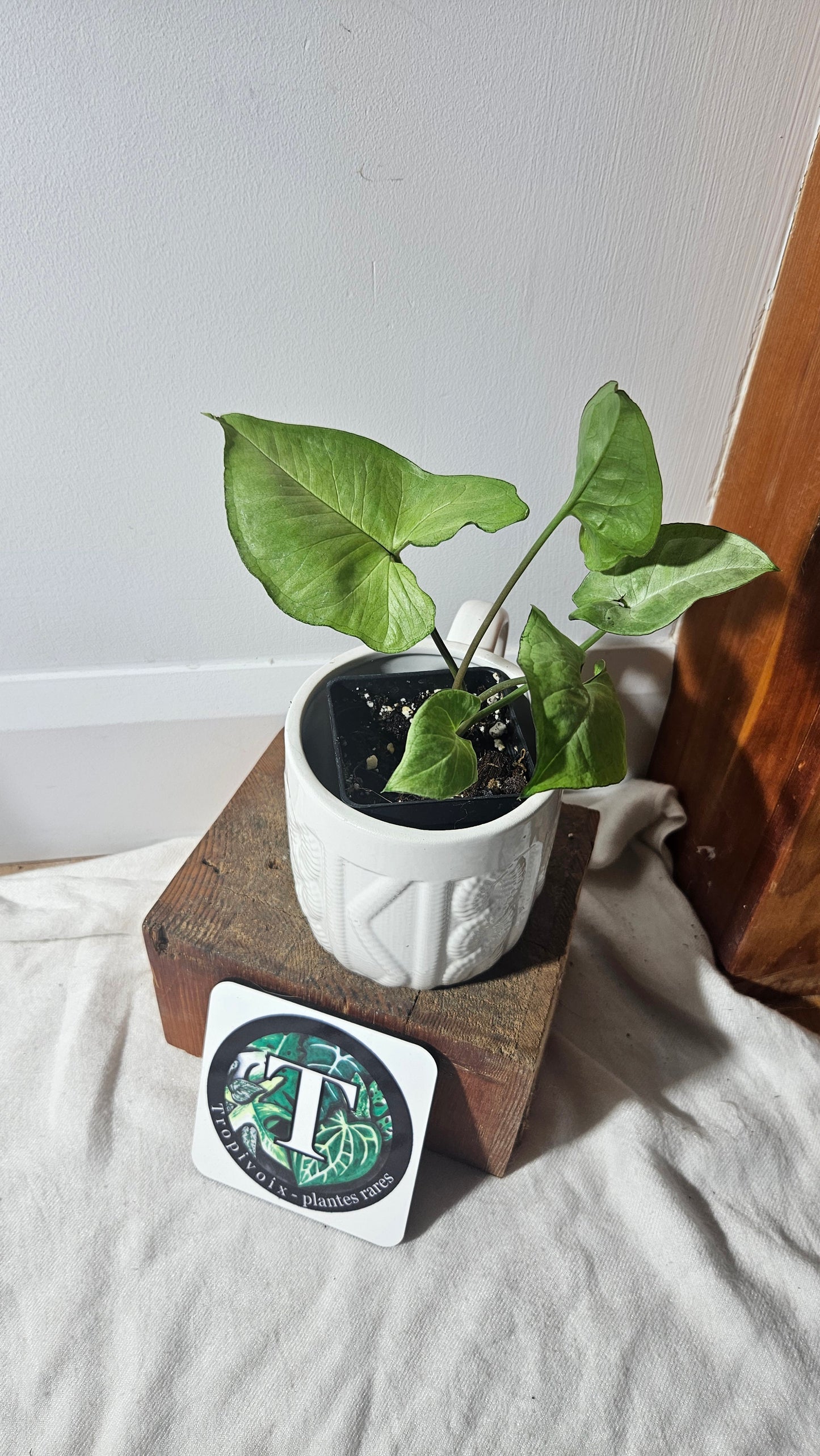 Syngonium Moonshine (SYN-300)