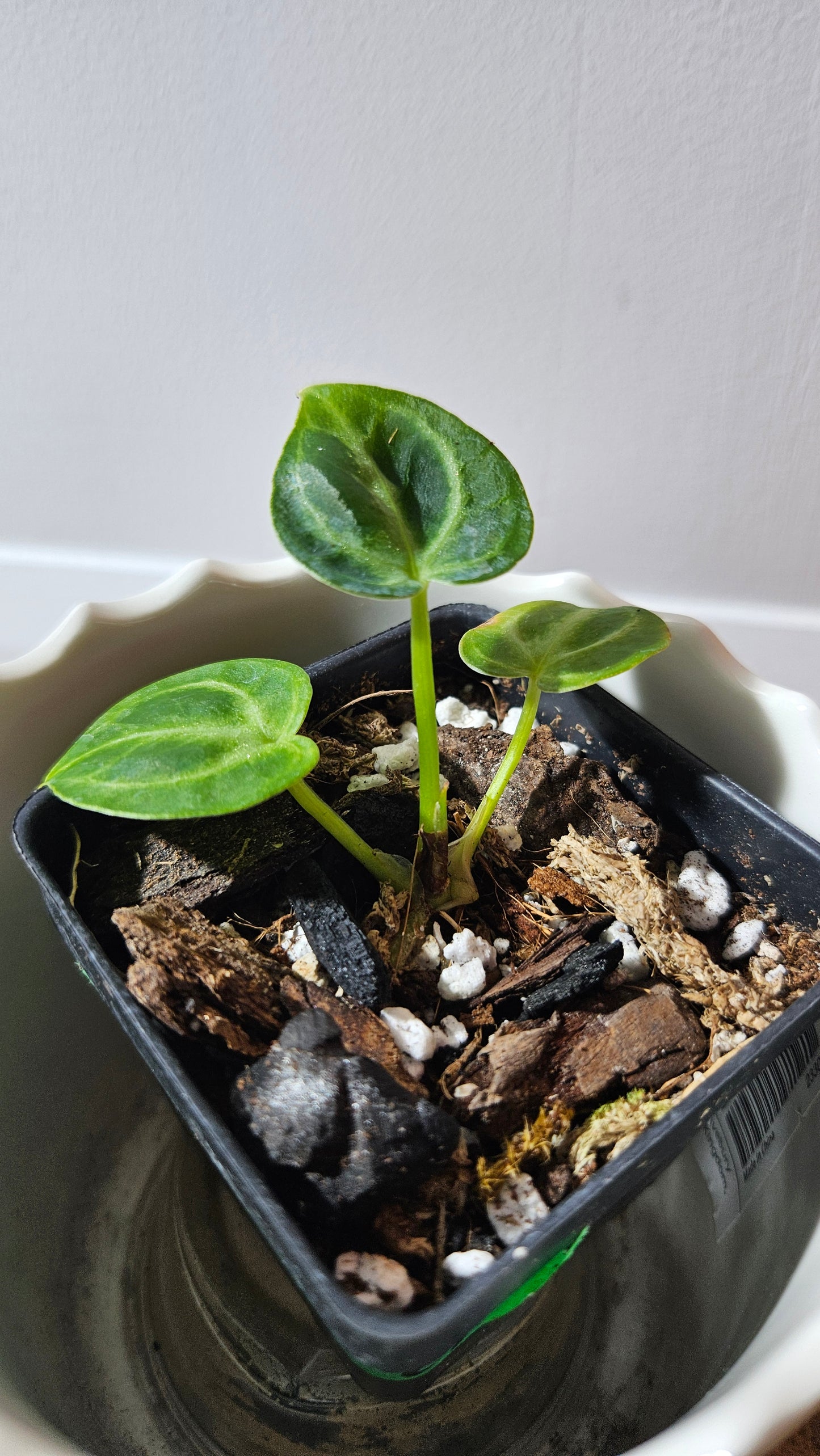 Anthurium Dorayaki Silver "format SEEDLING"( ANT-573)