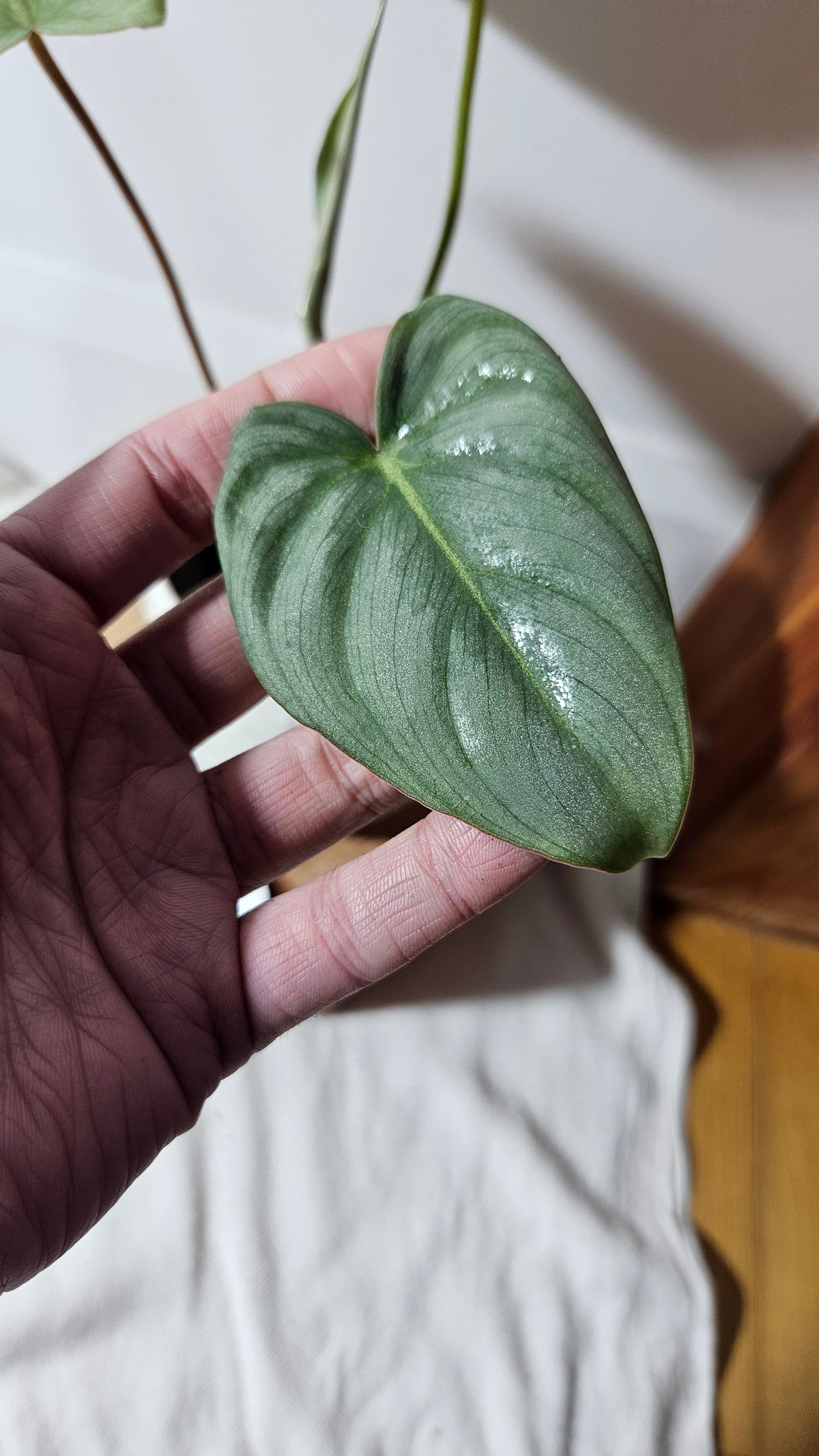 Philodendron Gloriosum Veins (PHI-671)