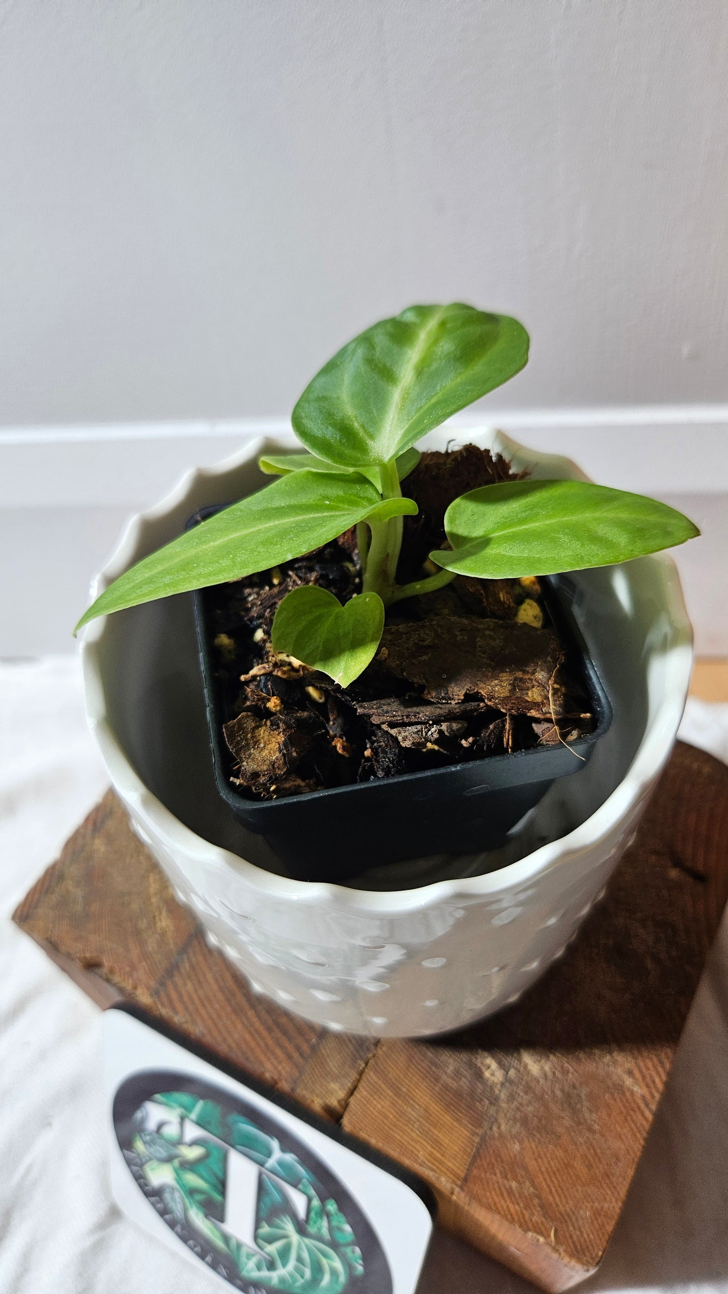 Anthurium Villenaorum X Warocqueanum  "format PETIT"(ANT-615)