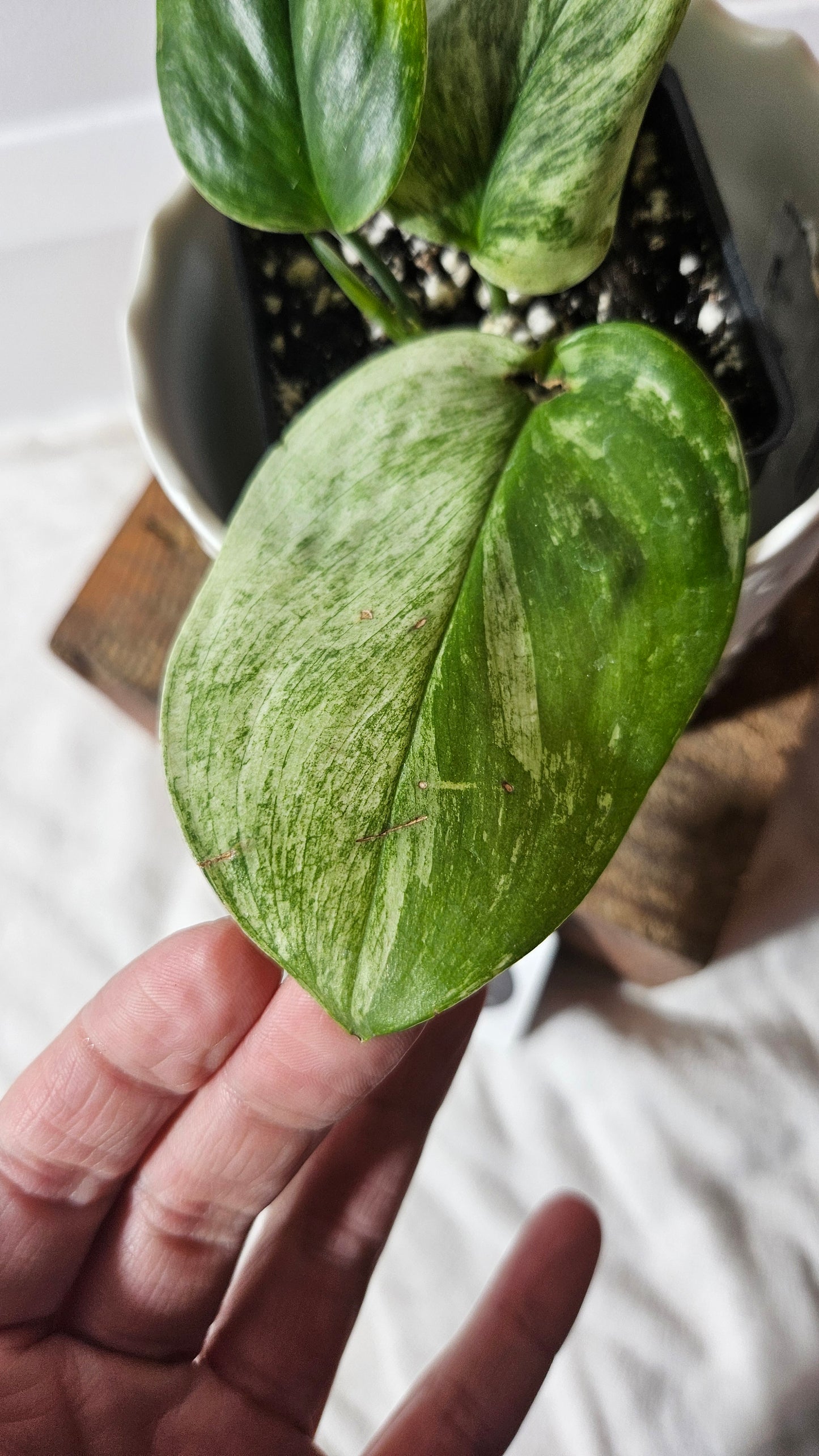 Scindapsus Treubii Moonlight White Marble (SCI-905)