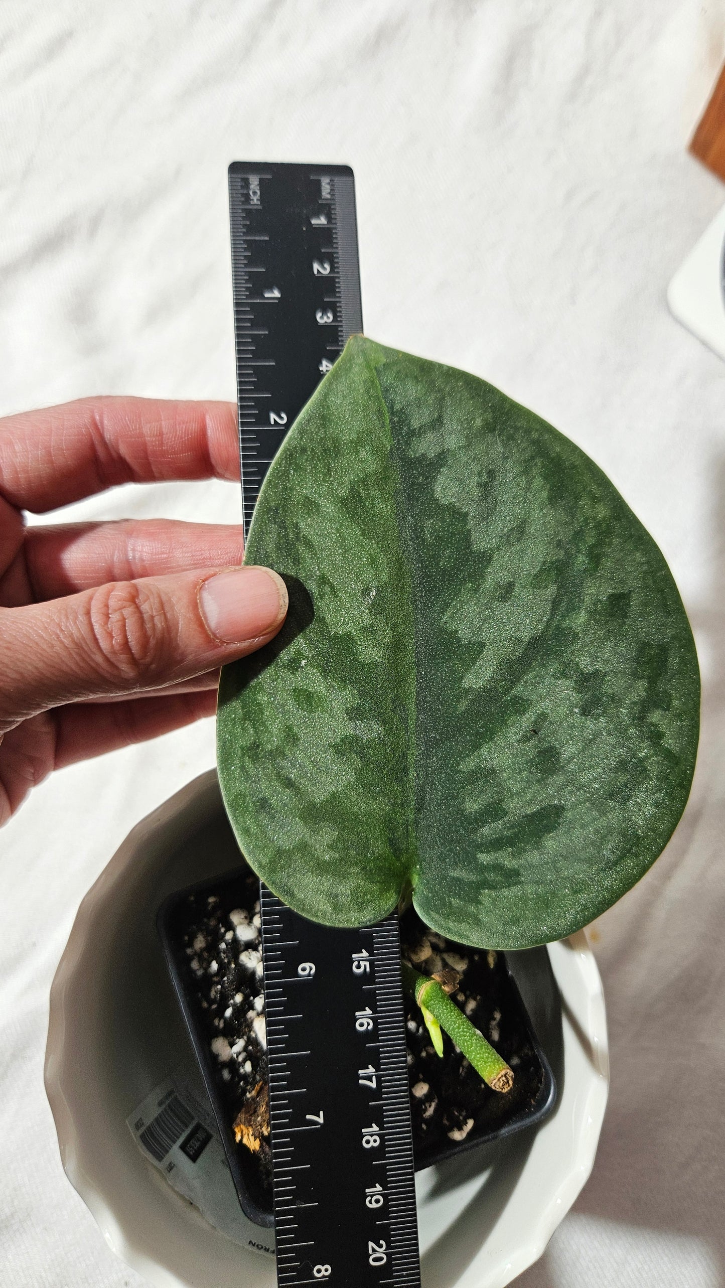 Scindapsus Venom (SCI-1018)