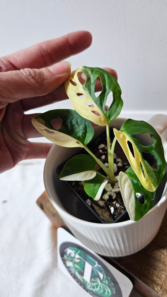 Monstera Andasonii Albo (MON-482)