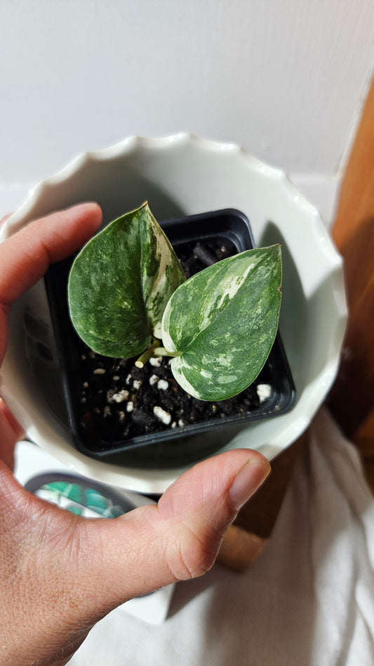 Scindapsus Exotica albo "narrow" (SCI-1055)
