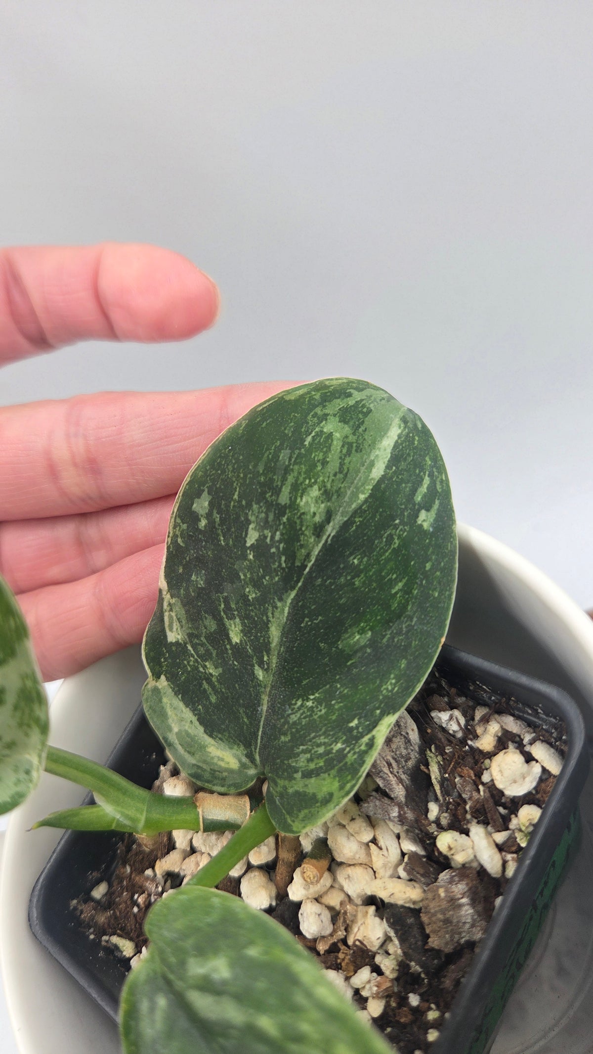 Scindapsus Dark satin Tricolore (SCI-1520)
