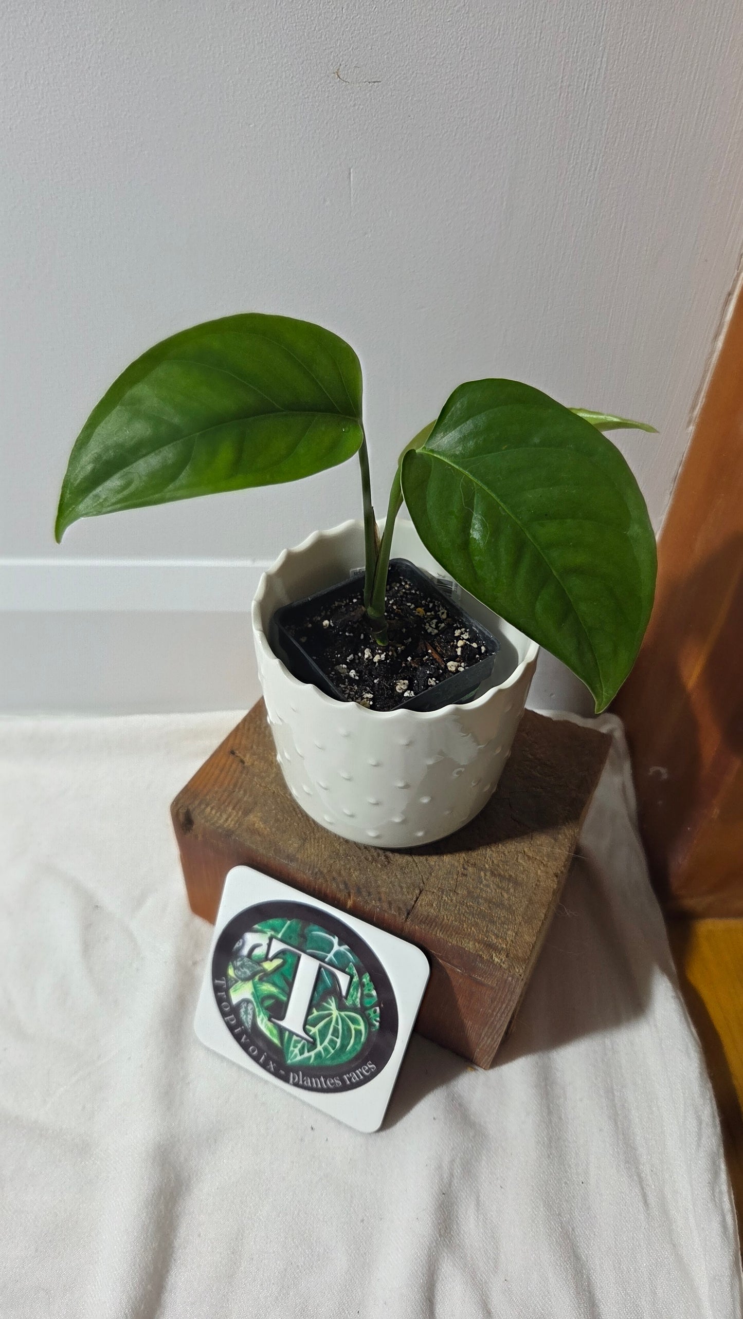 Monstera Obliqua Aff Amazonica (MON-500)