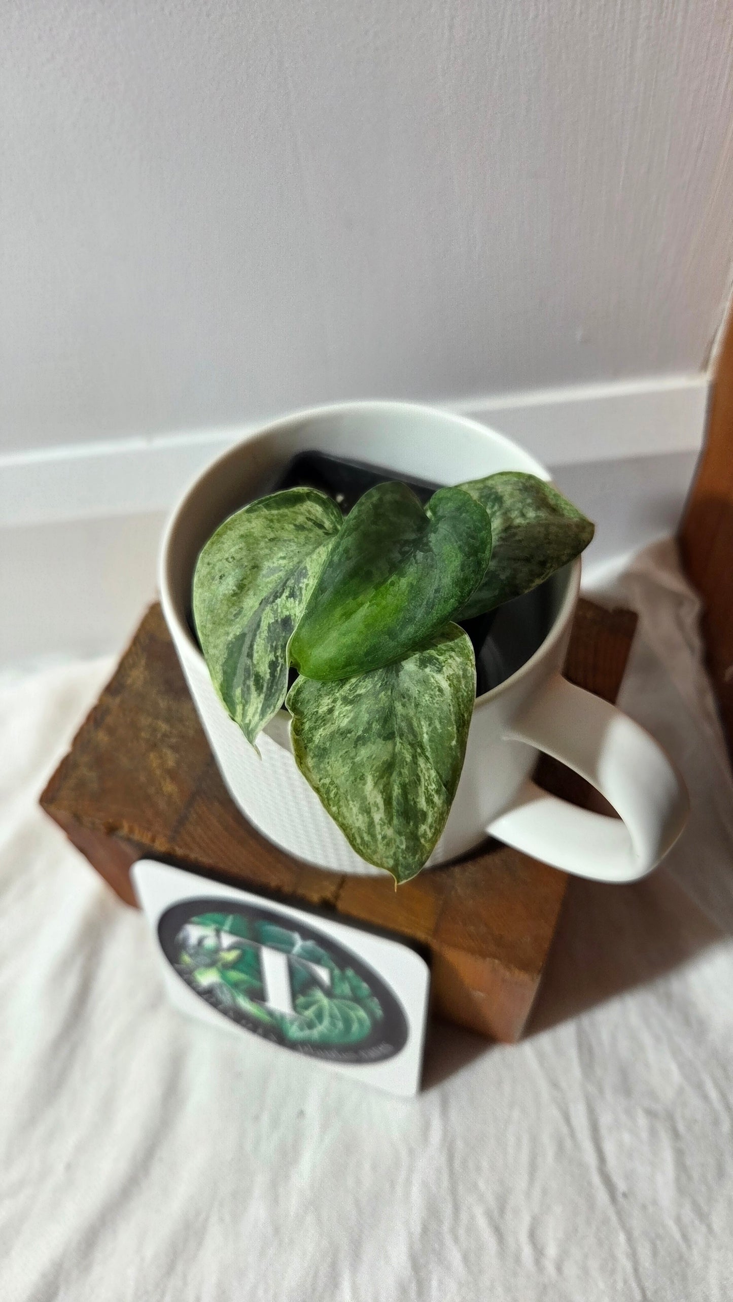 Scindapsus Silver Cloud variegata (SCI-1026)