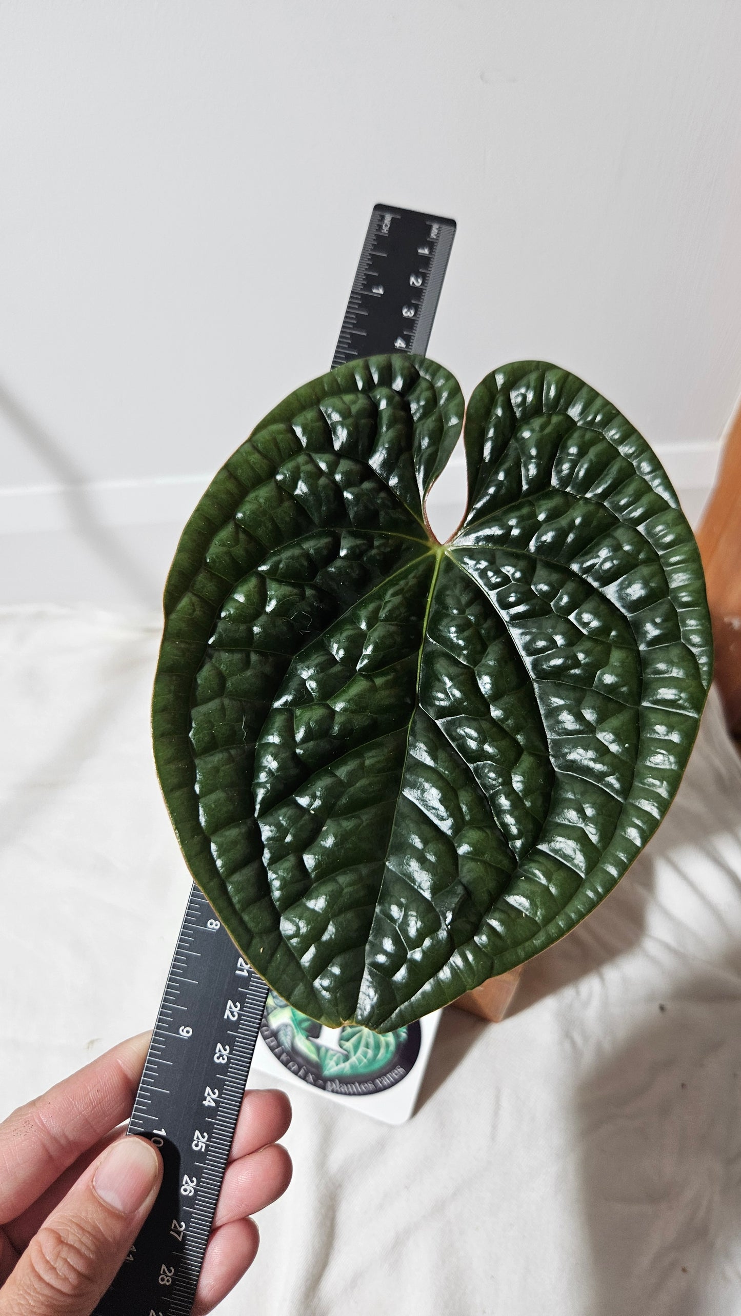 Anthurium Luxurians Round   "format MEDIUM" (ANT-044)